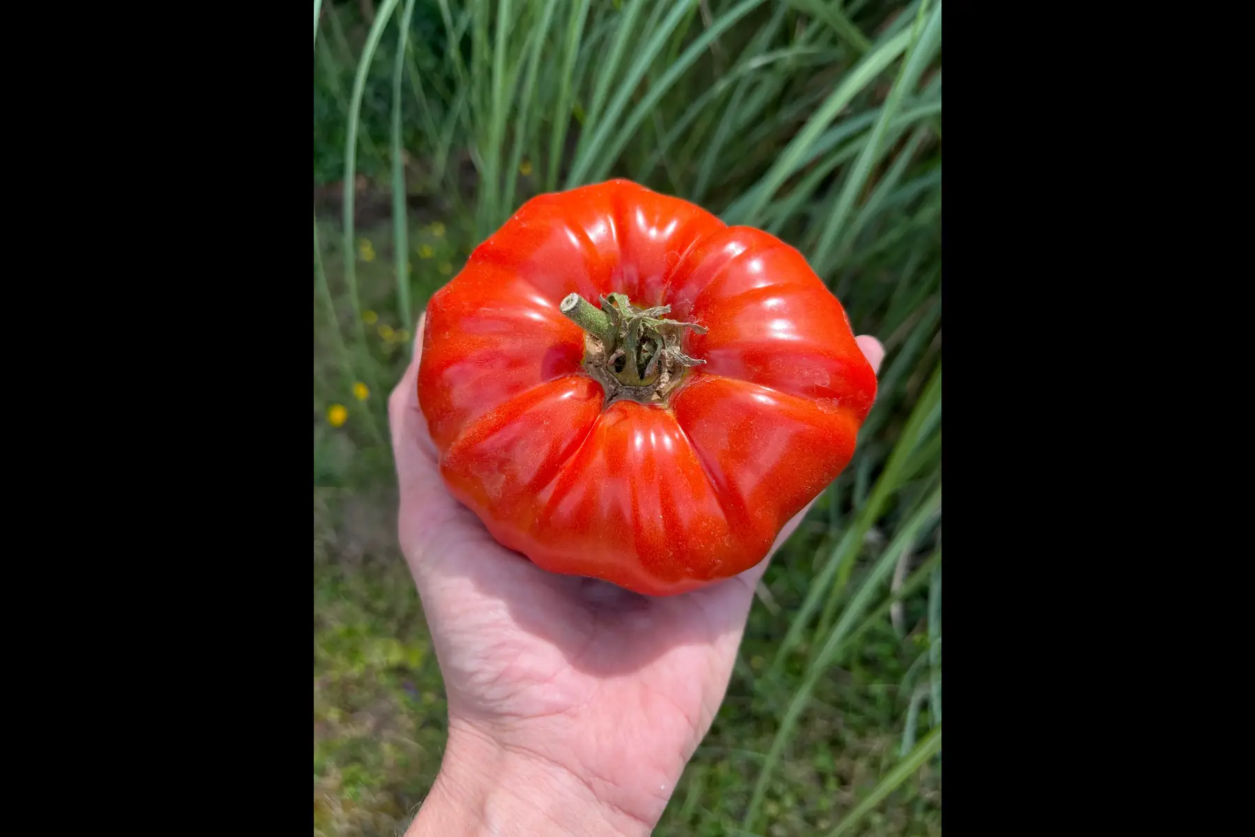 tomate variété ancienne - la chadourne