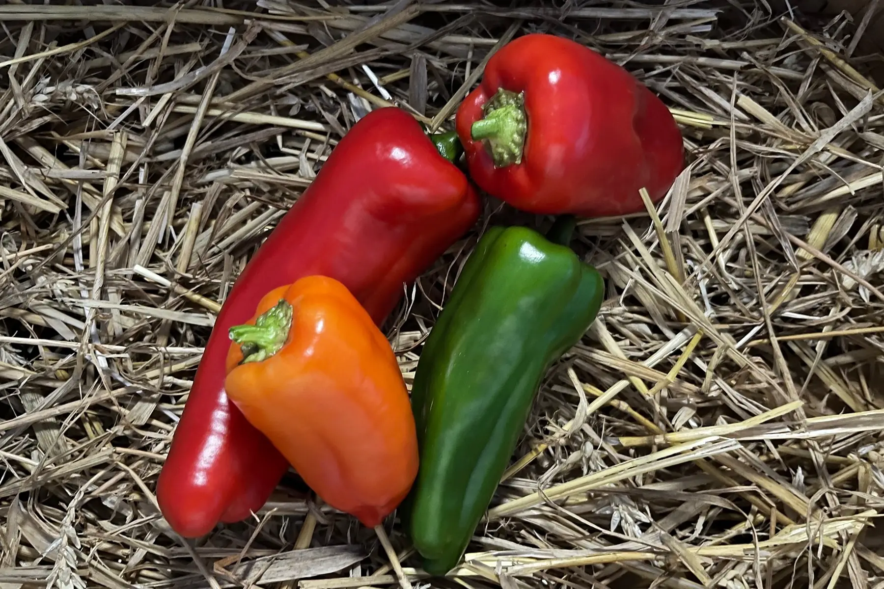 poivron - mix poivrons