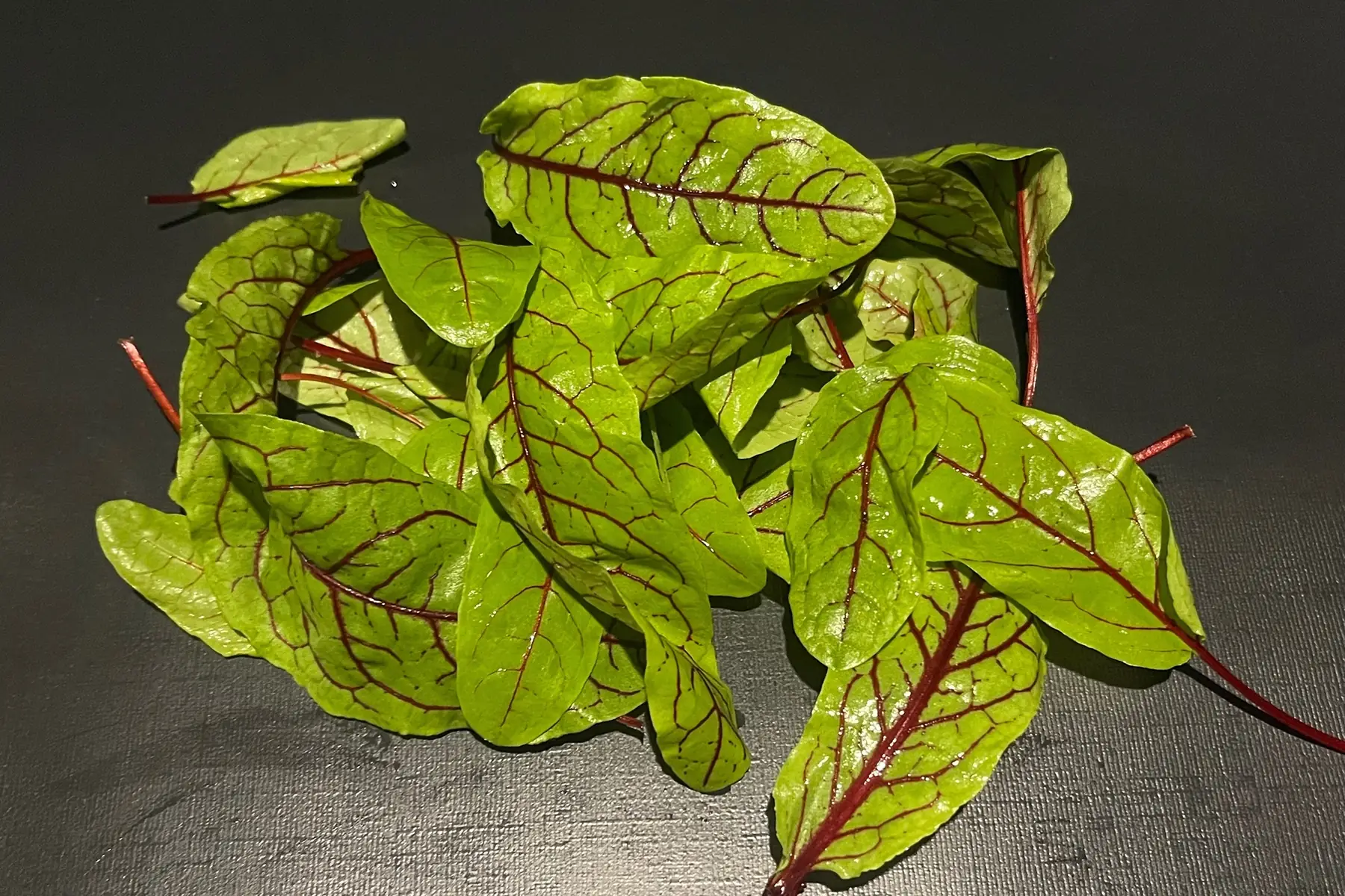 jeunes pousses - oseille sanguine