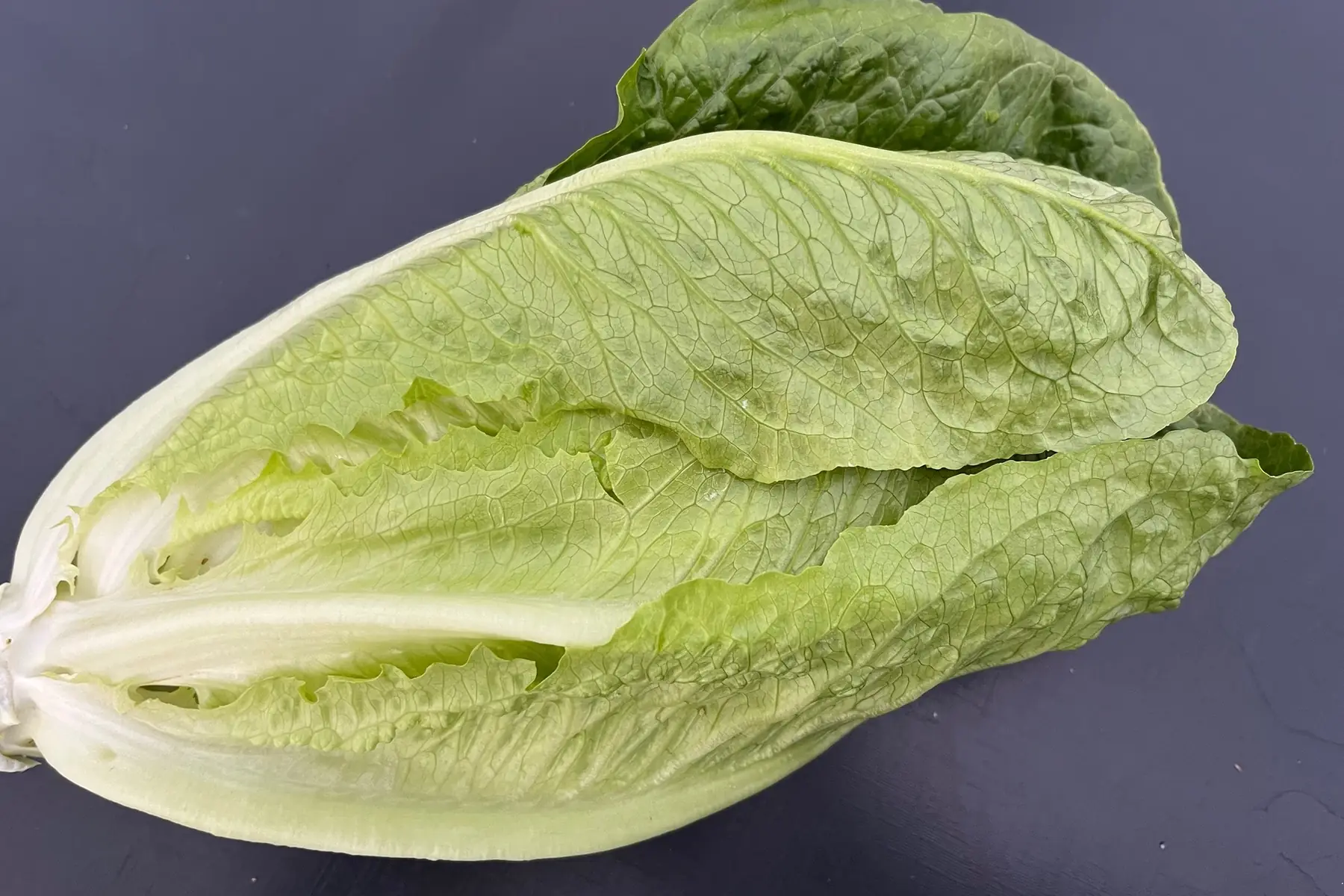 salade -romaine