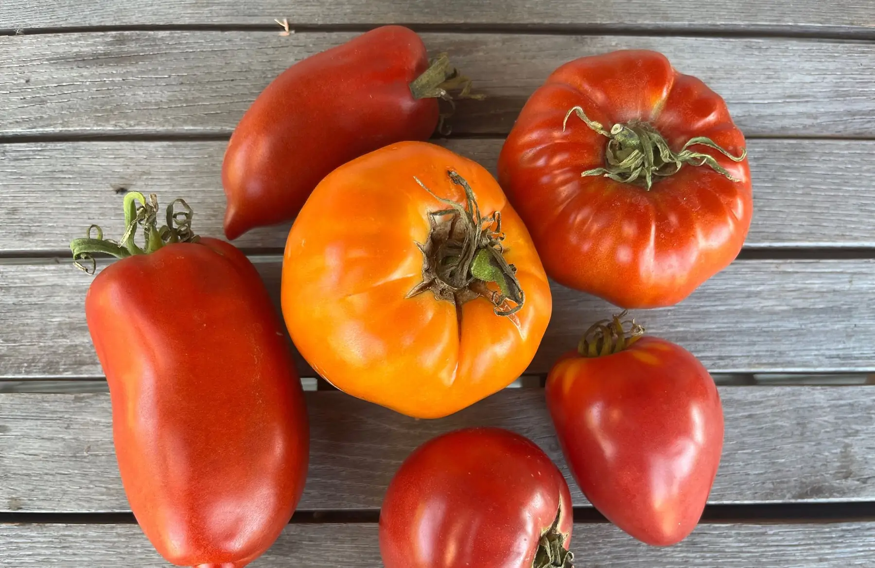tomate variété ancienne mélange de variétés anciennes