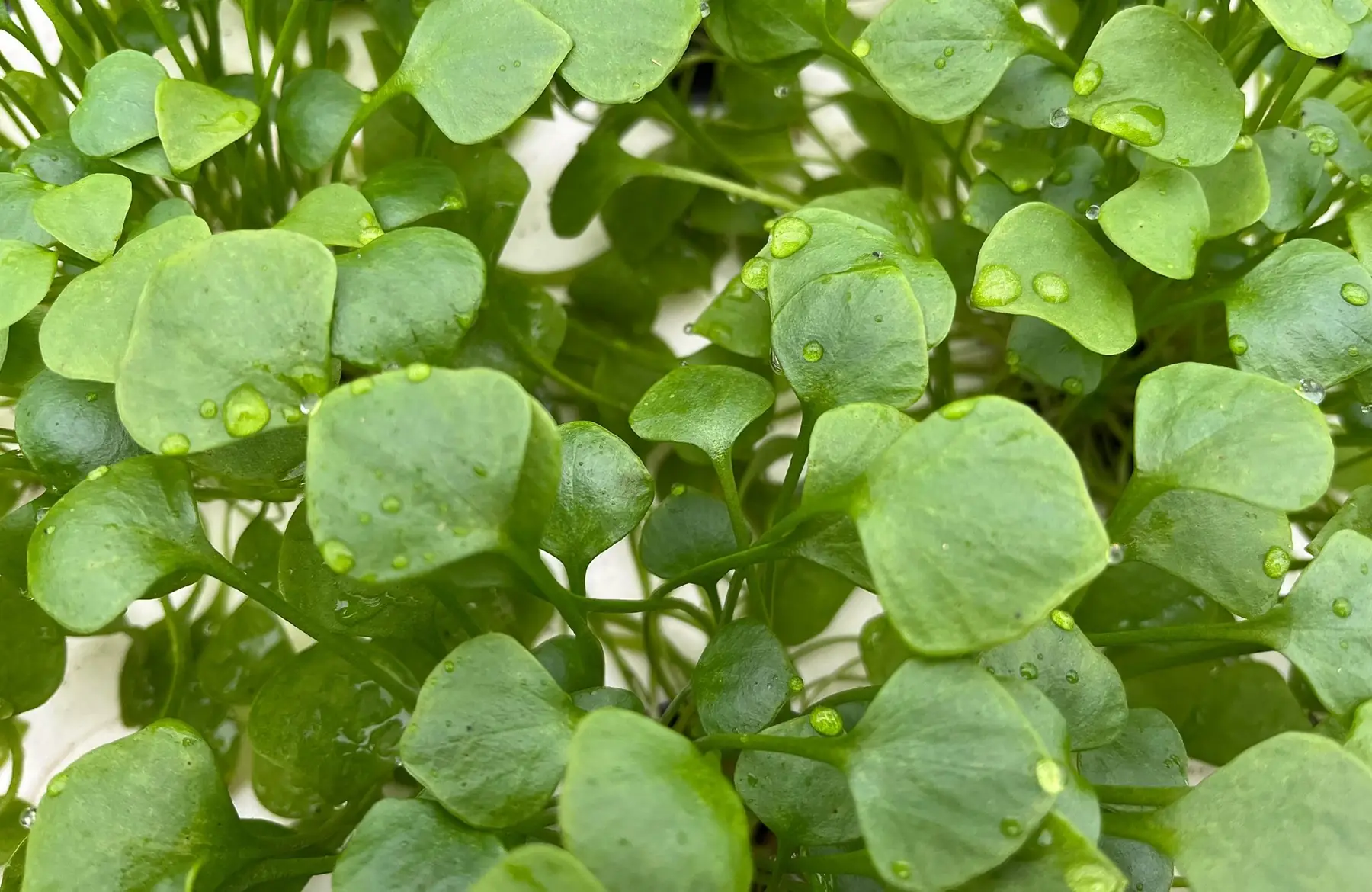 jeunes pousses - pourpier d'hiver