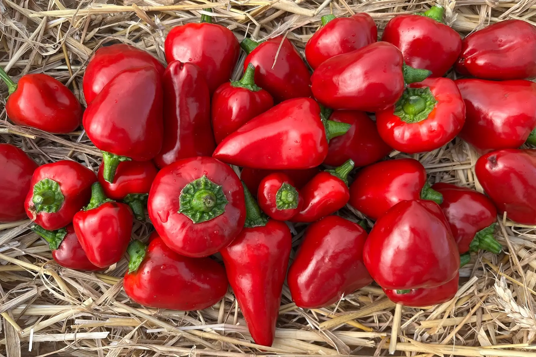 poivron - caviar calabrais