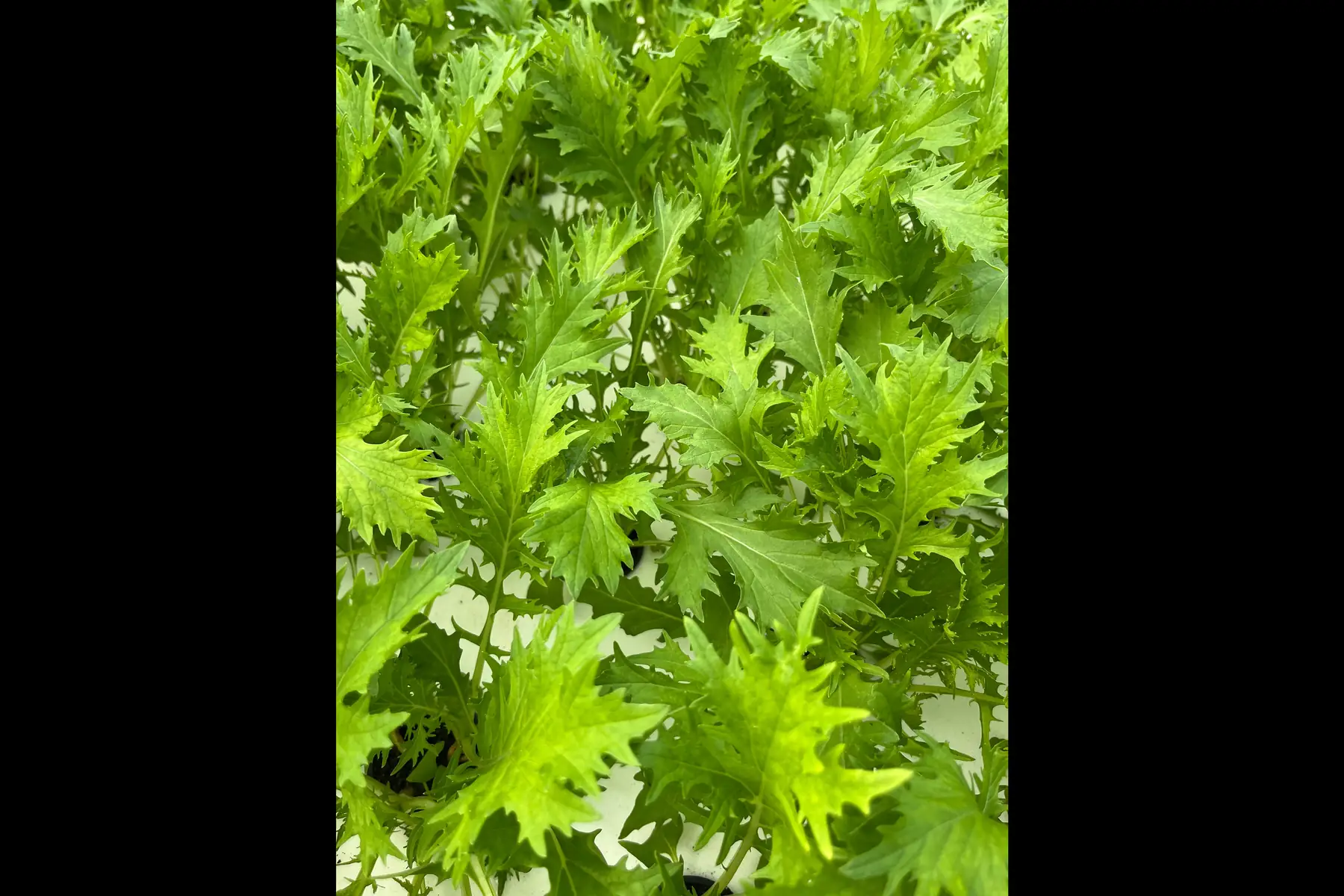 jeunes pouces - mizuna verte