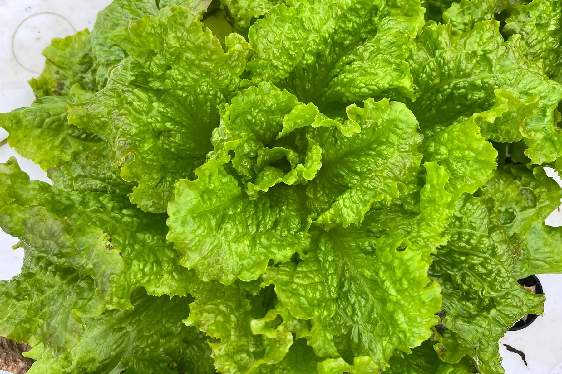 salade - batavia rouge