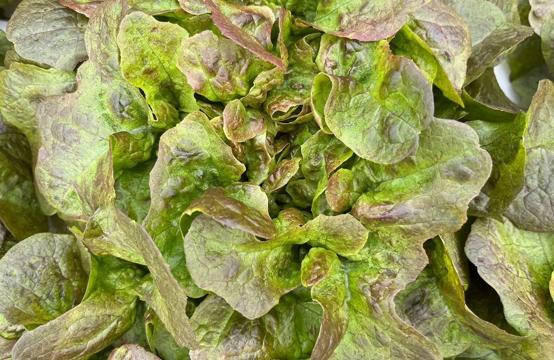 salade - feuille de chêne rouge