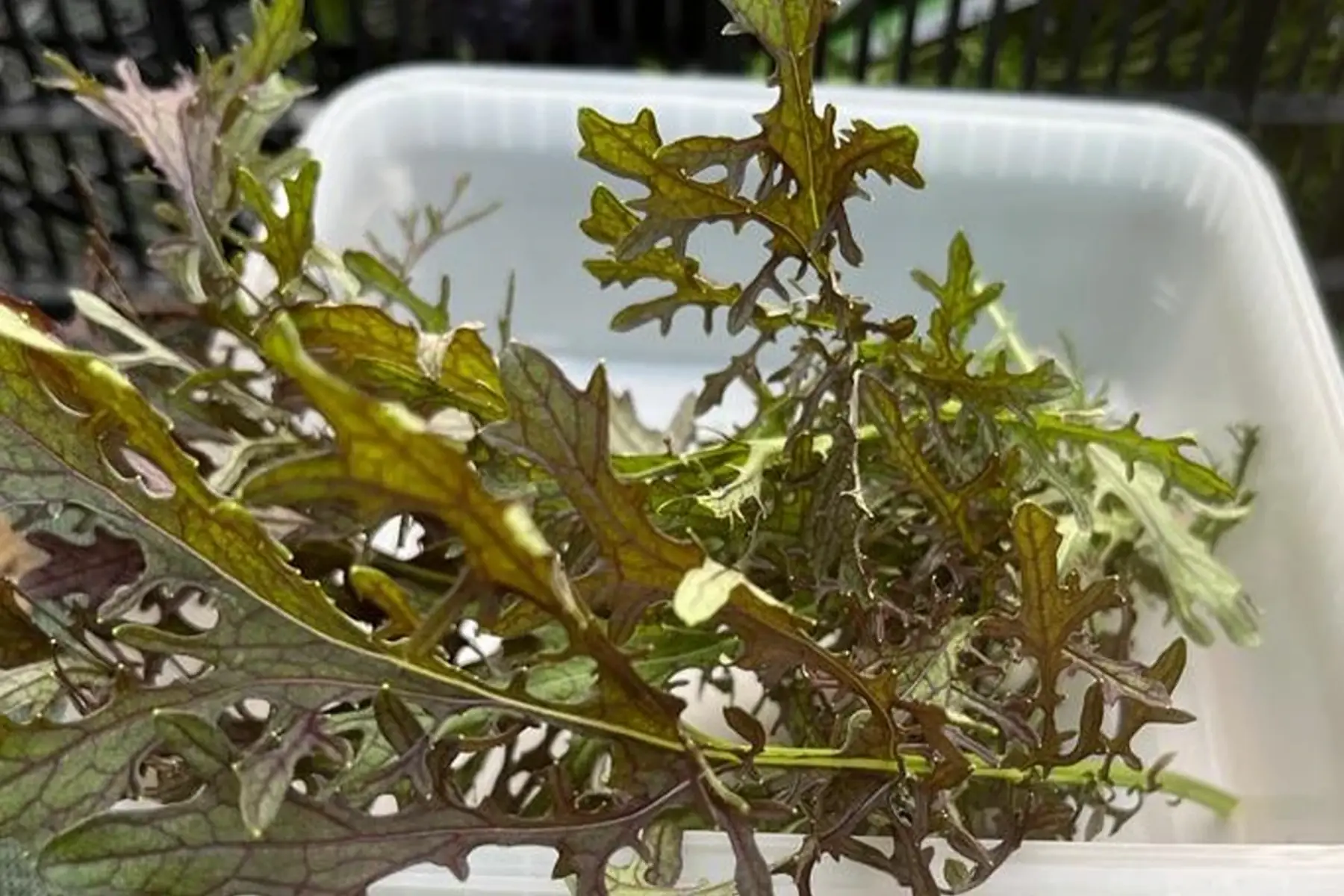 jeunes pouces - mizuna rouge