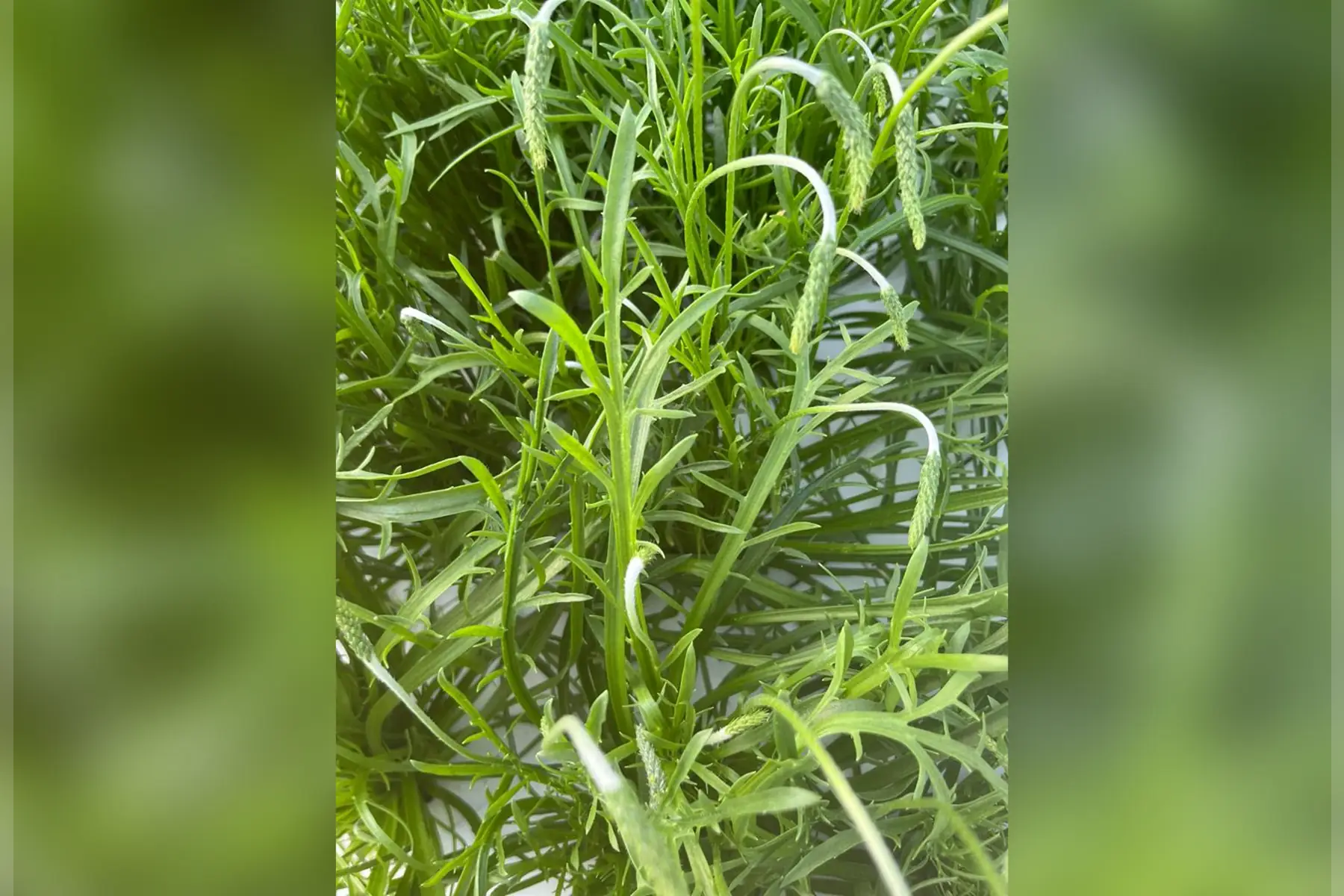 jeunes pouces - corne de cerf