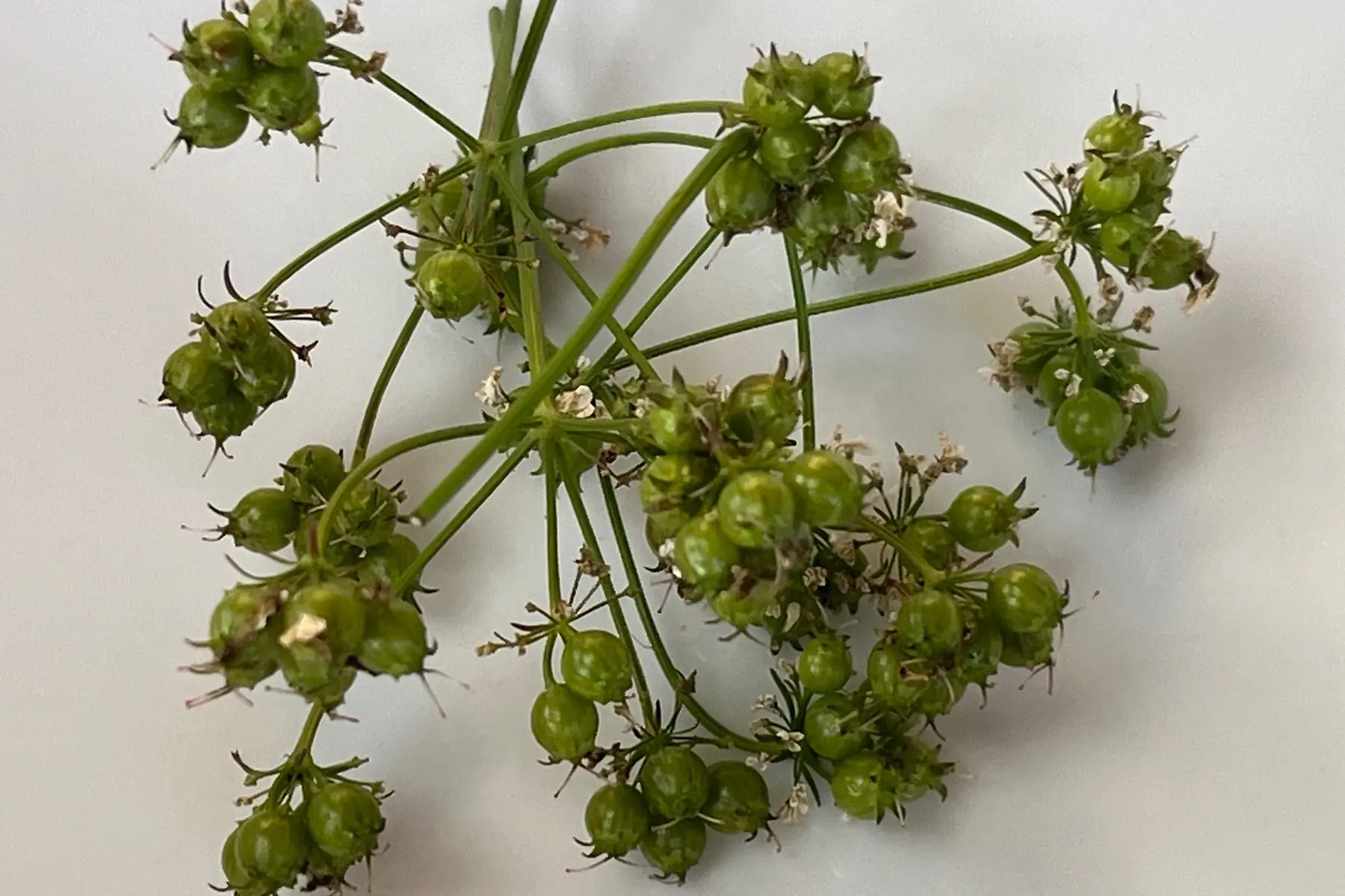 graines vertes de coriandre