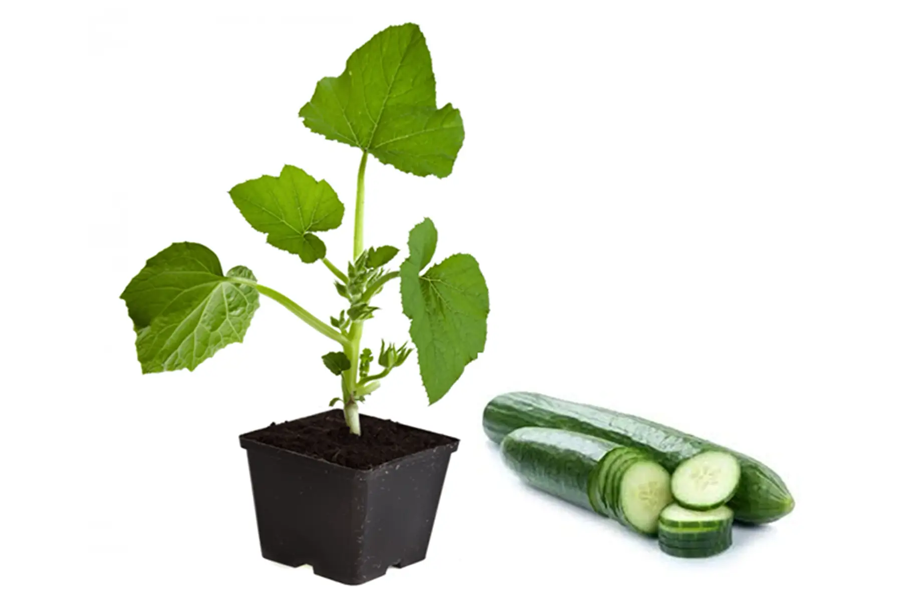Plant de Concombre