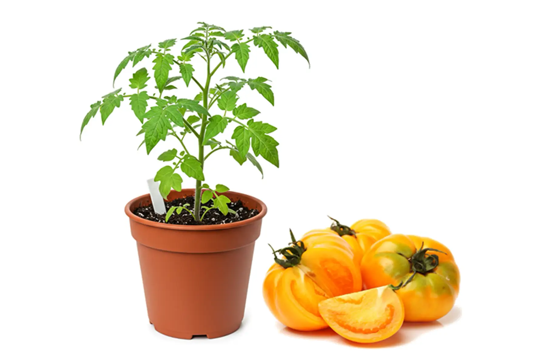 Plant de Tomate Jaune
