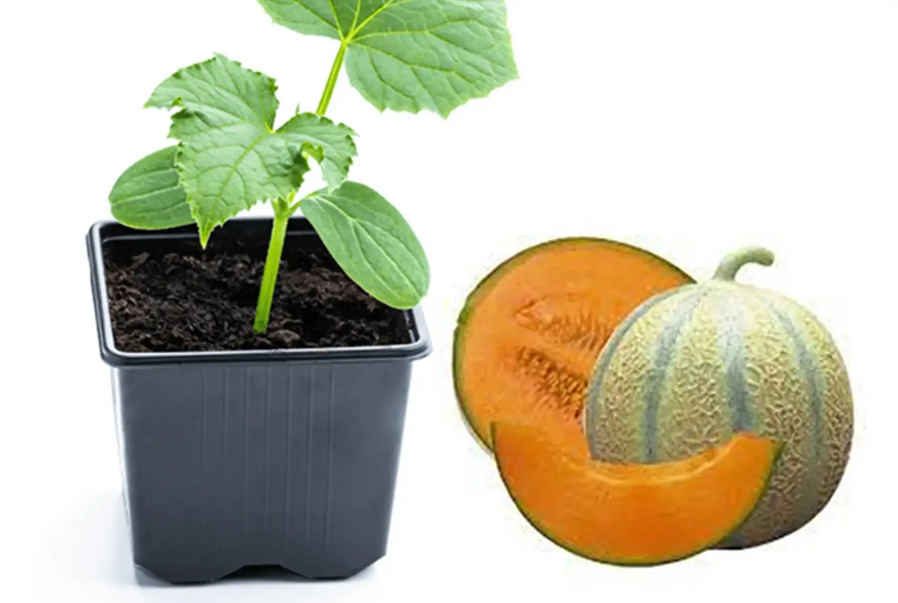 Plant de Melon