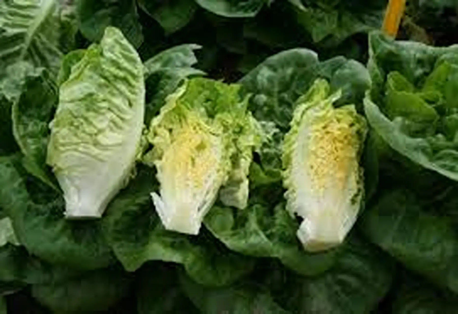 les jardins de mondpa