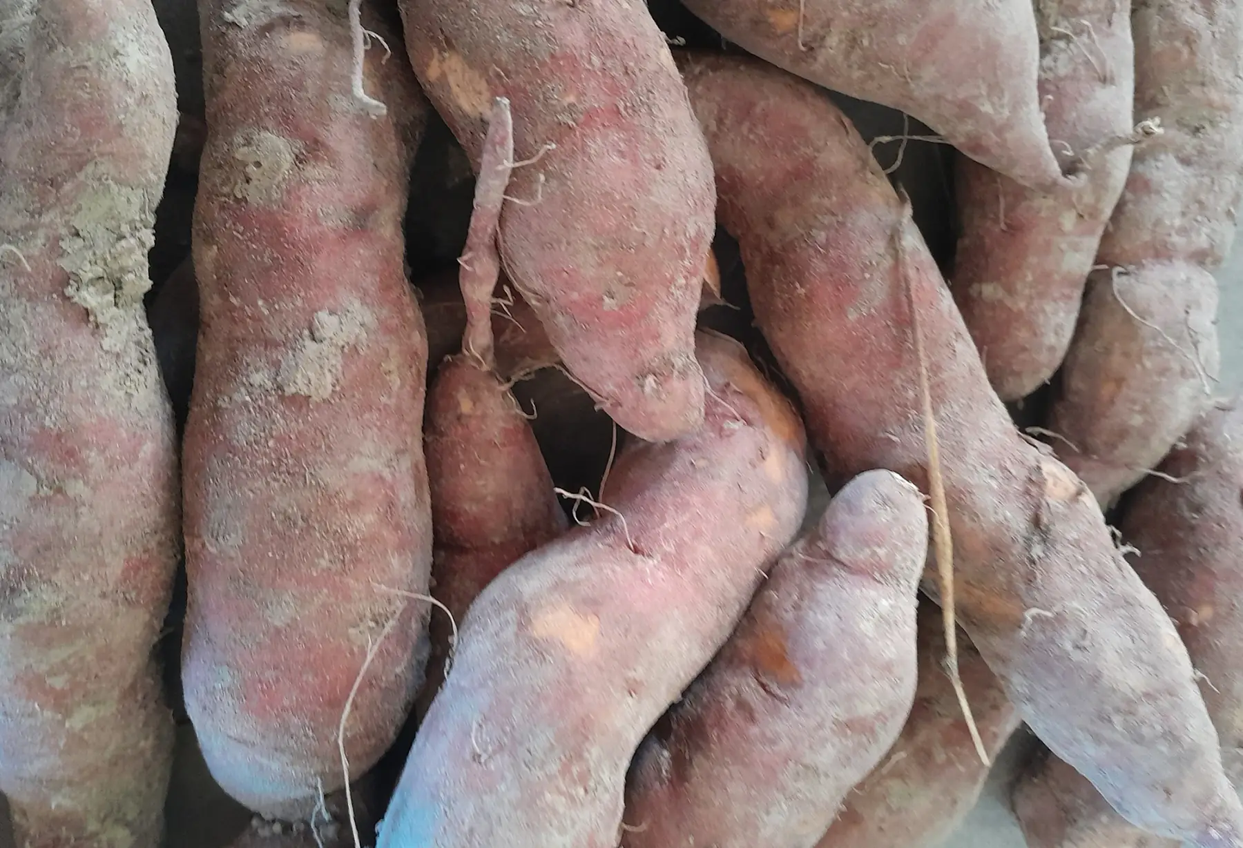 patate douce petit calibre 1kg