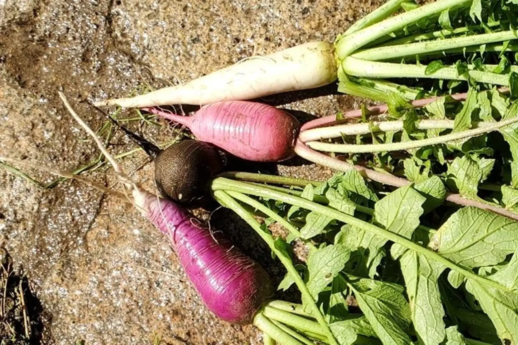 assortiment des 4 radis