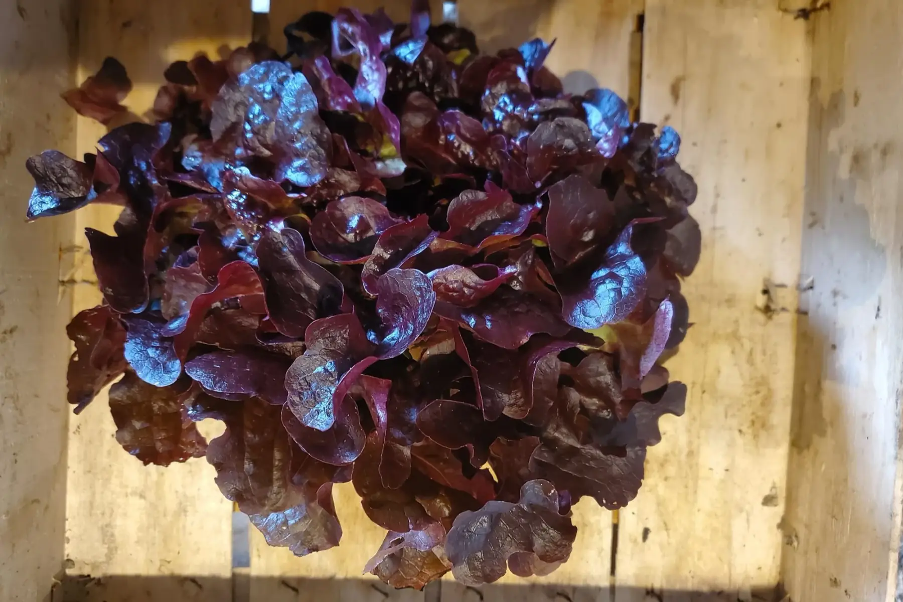 salade feuille de chêne