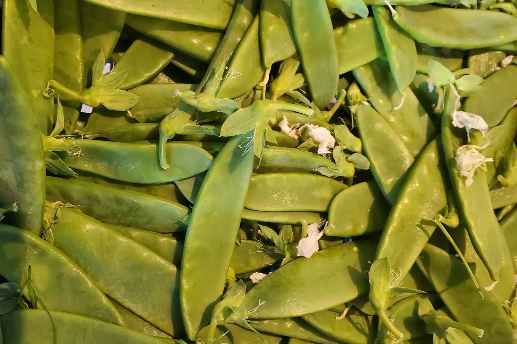 pois mange-tout