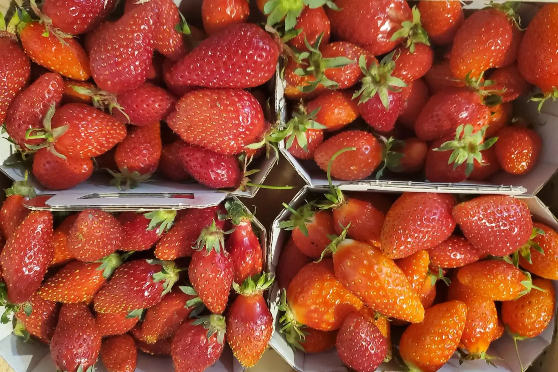 fraise