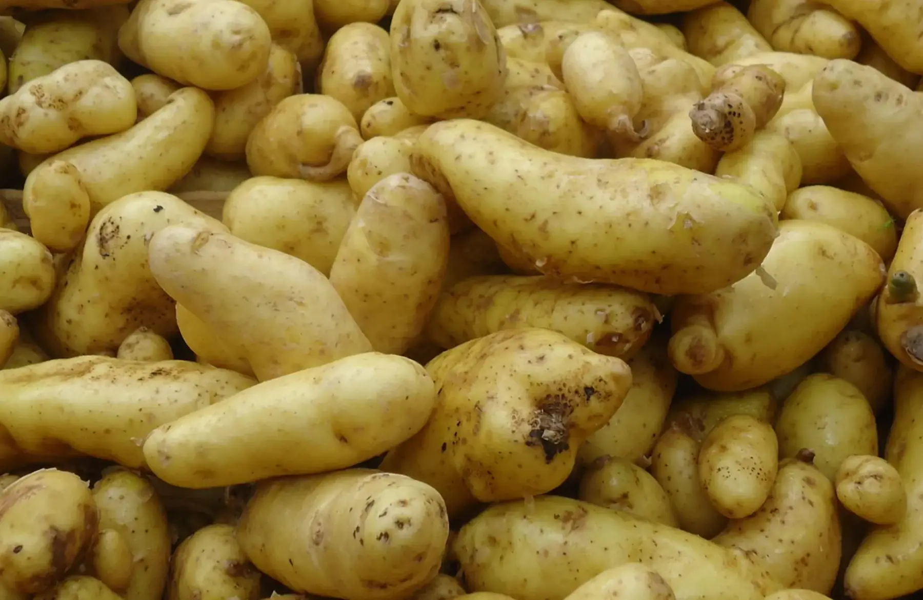 Patate nouvelle