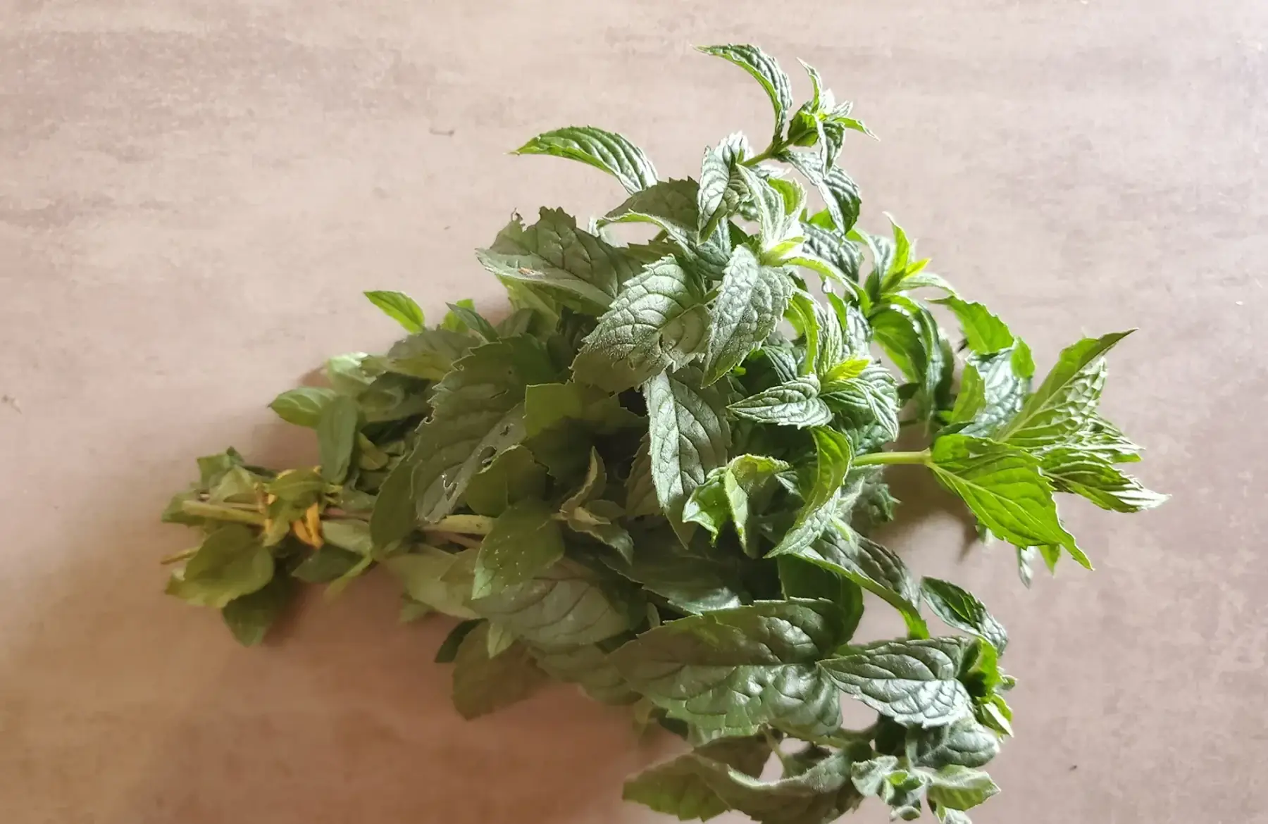 menthe à mojito