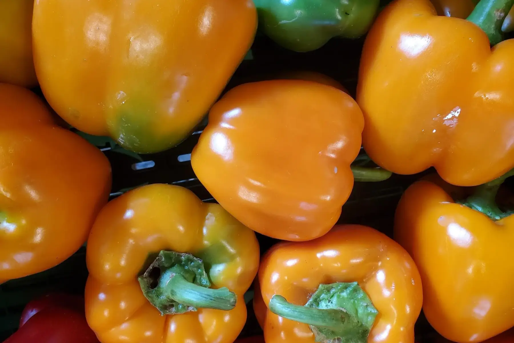 poivron mélangé (vert orange et rouge)