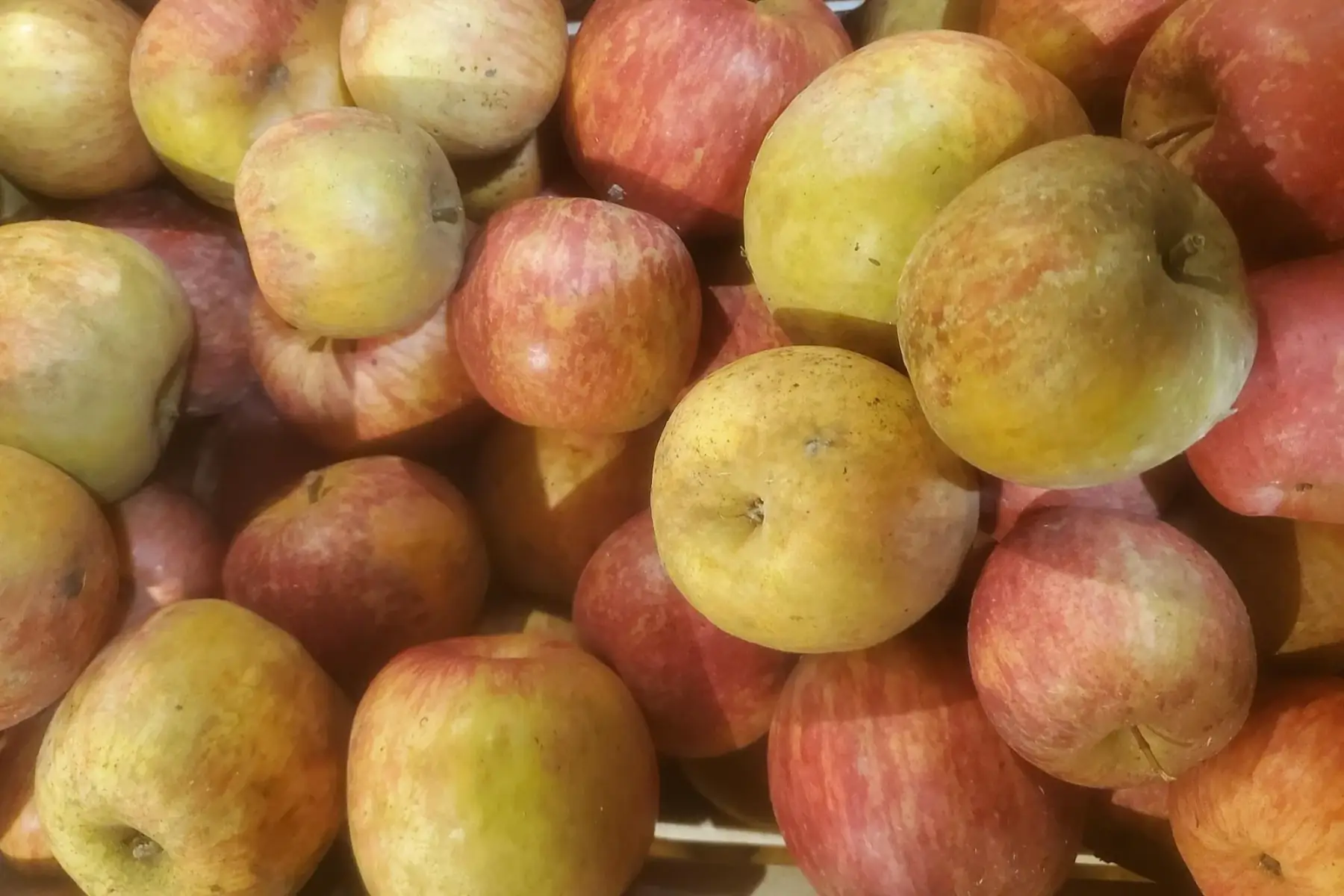 Pomme Fuji