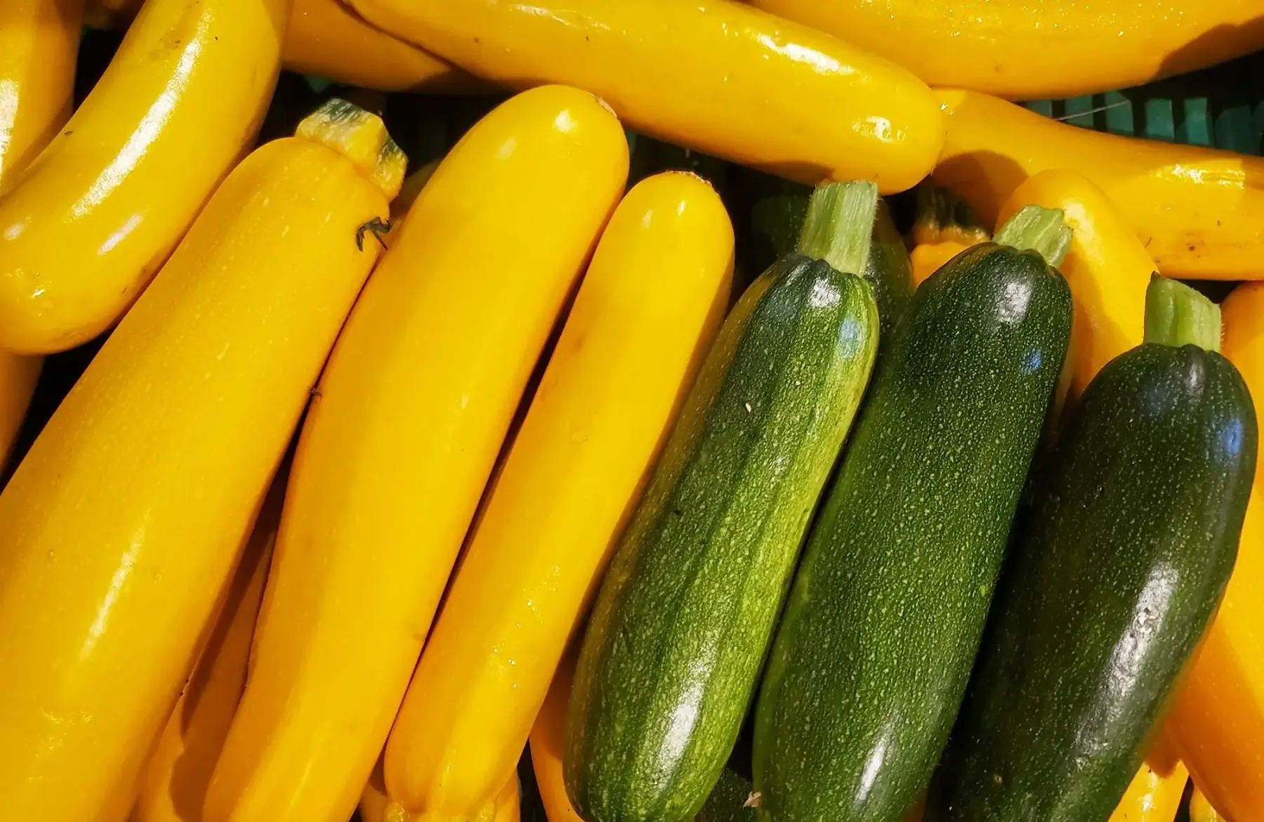 courgette