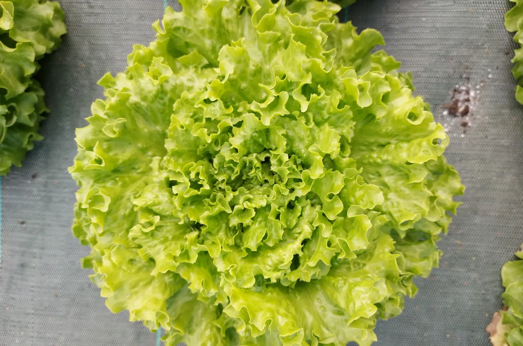 salade batavia