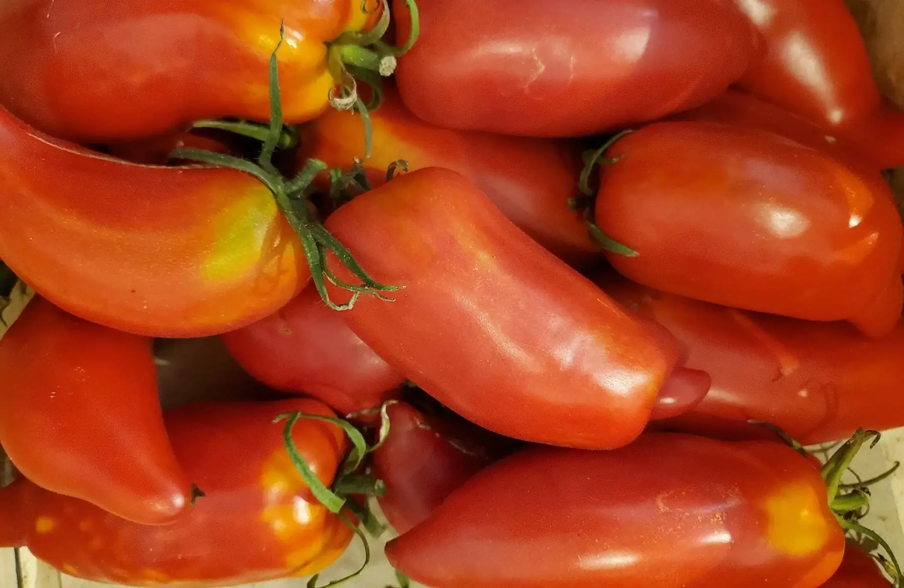 tomate andine cornue