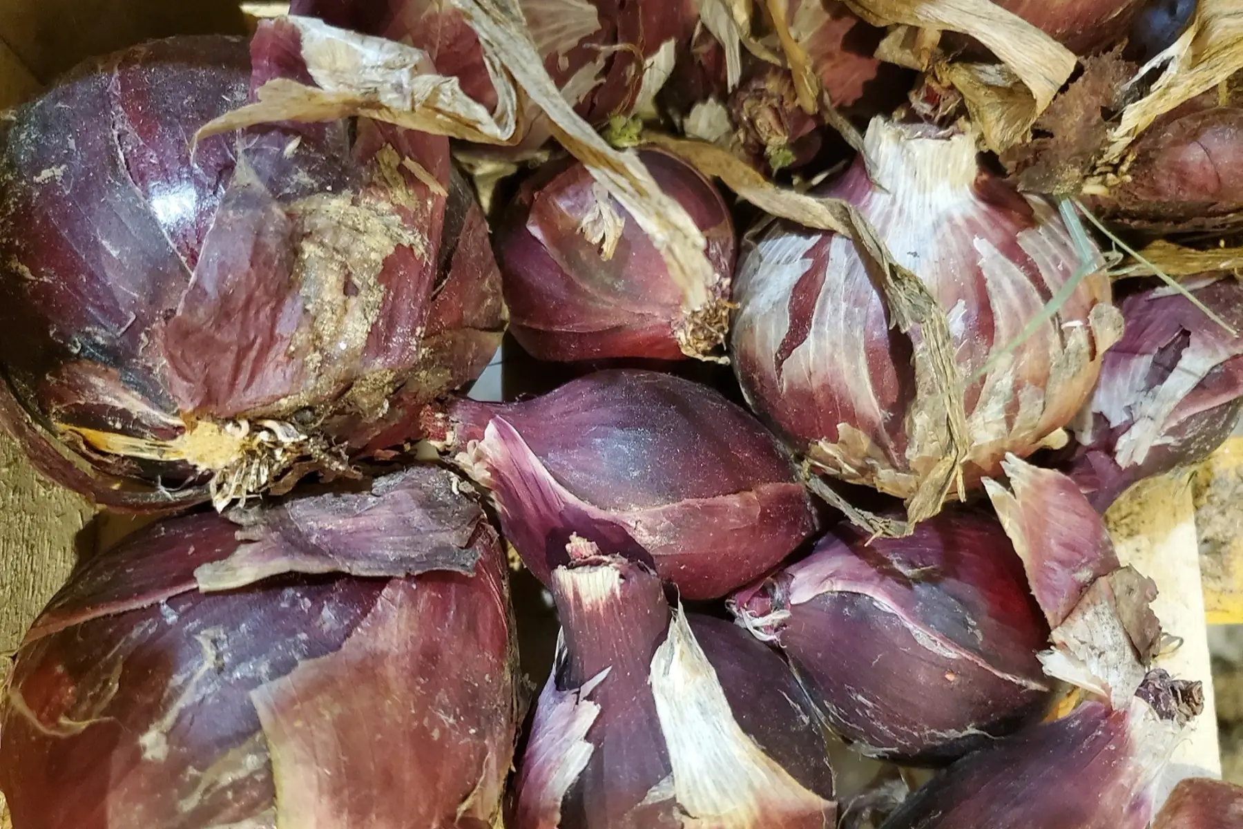 Quat' Saisons