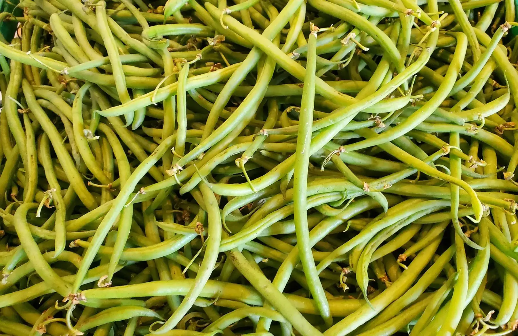 haricot vert