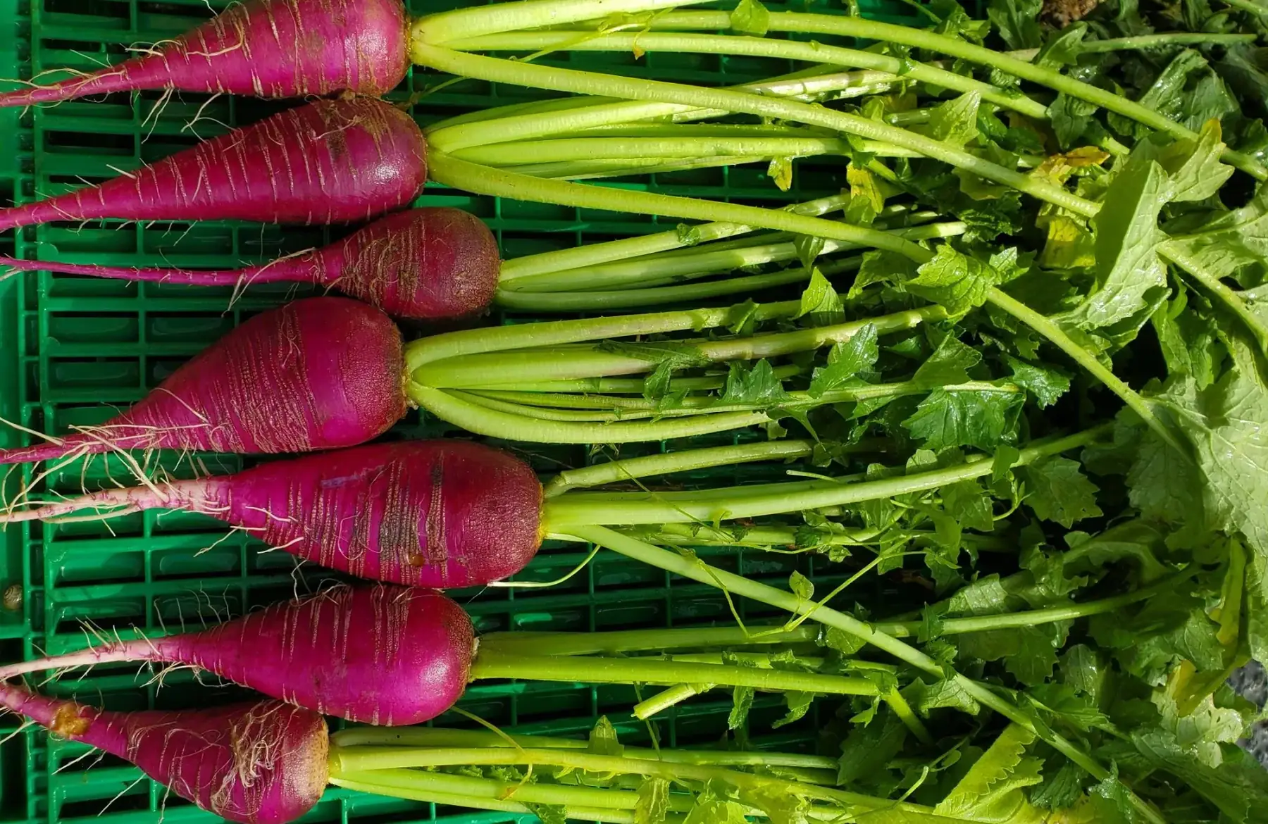 radis bleu d'automne