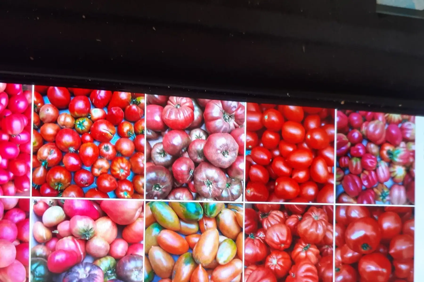 tomate ancienne