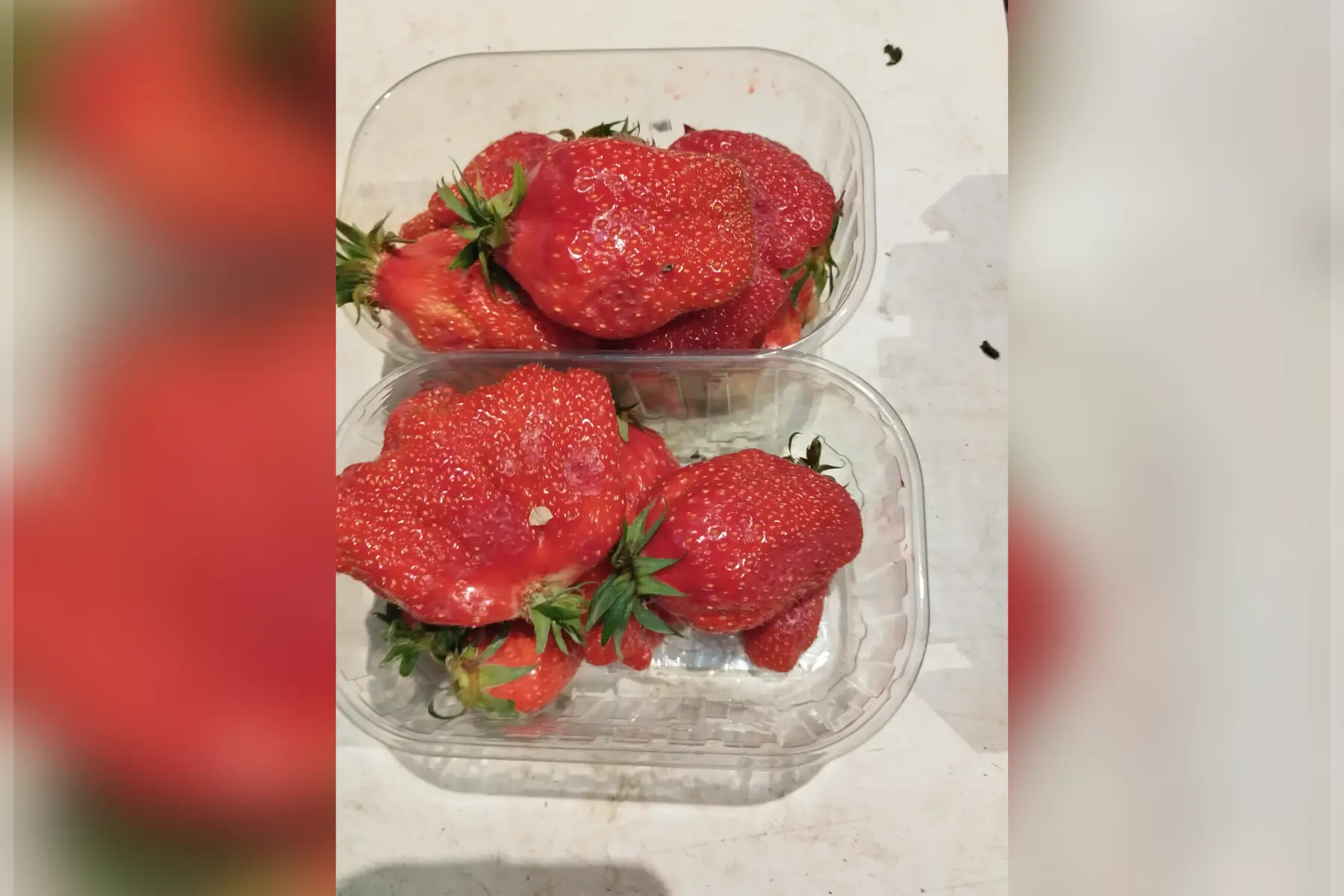 fraise gariguette moche cll