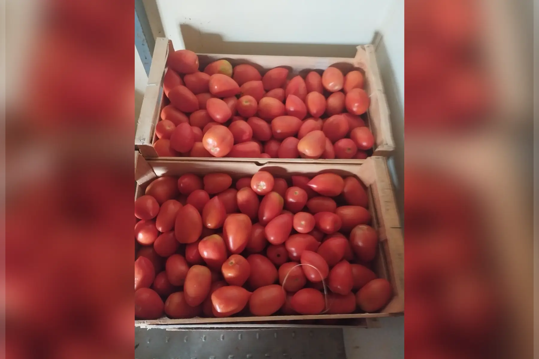 Tomate roma. Sauce ou salade 5kg