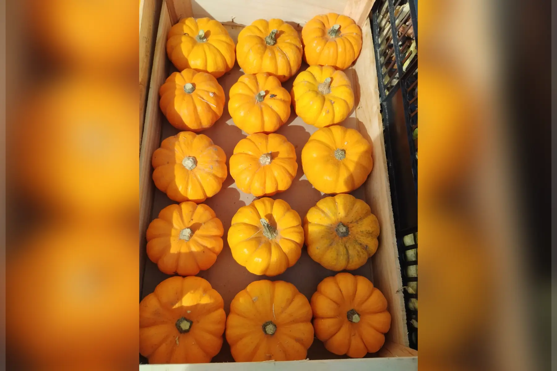 Courge jack be little