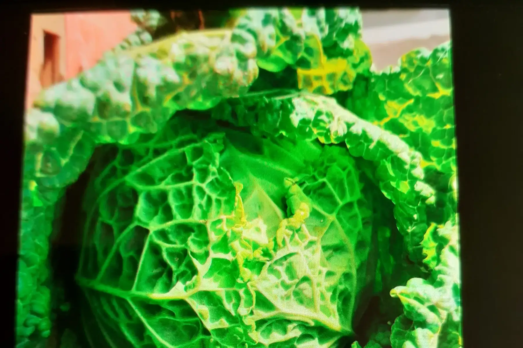 chou vert frise