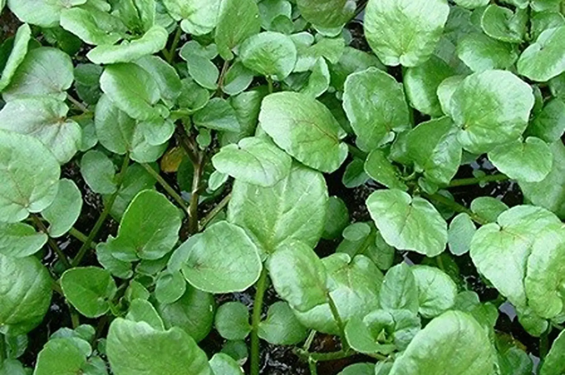 botte cresson des jardin