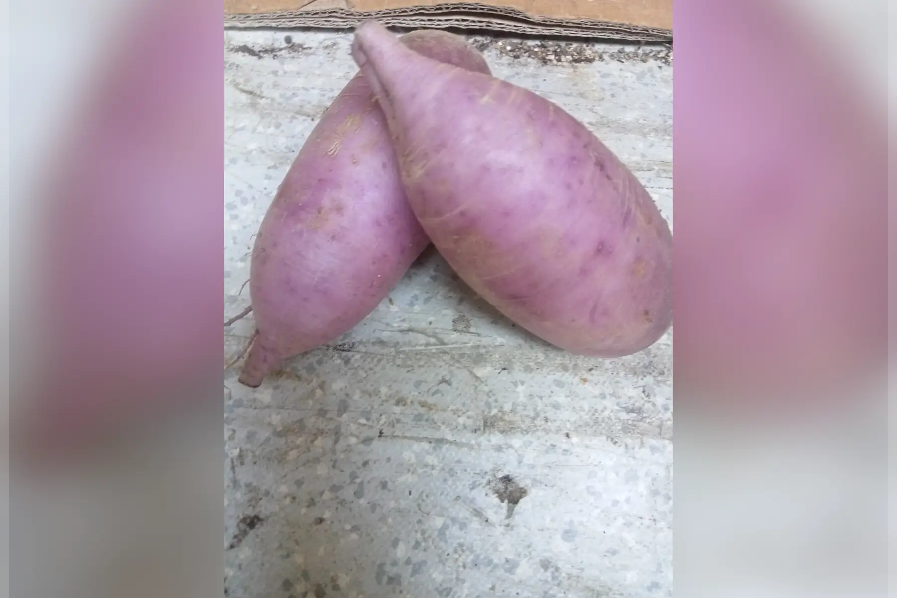 radis mix asiatique violet rose