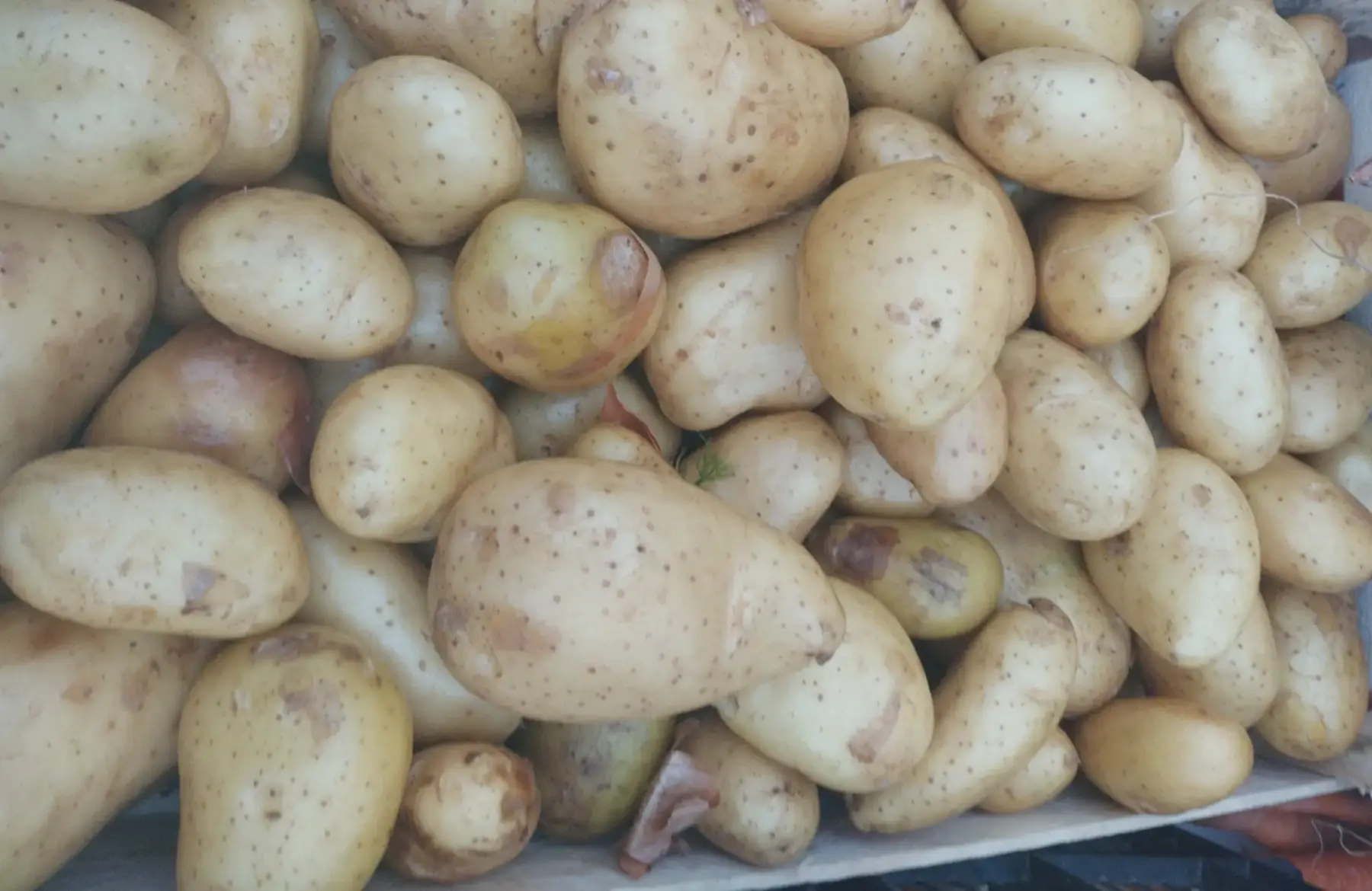 Pommes de terre grenaille