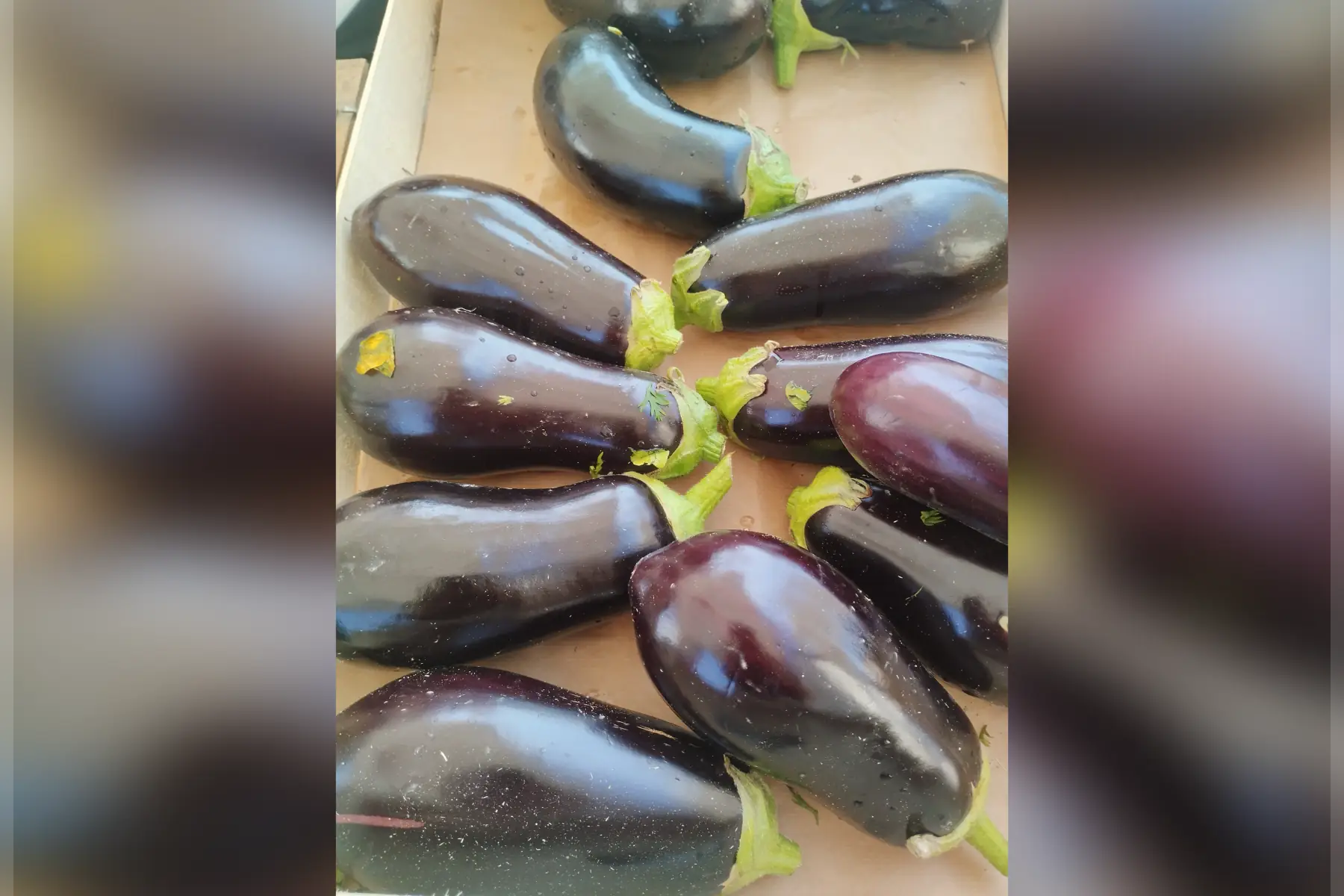 Aubergine