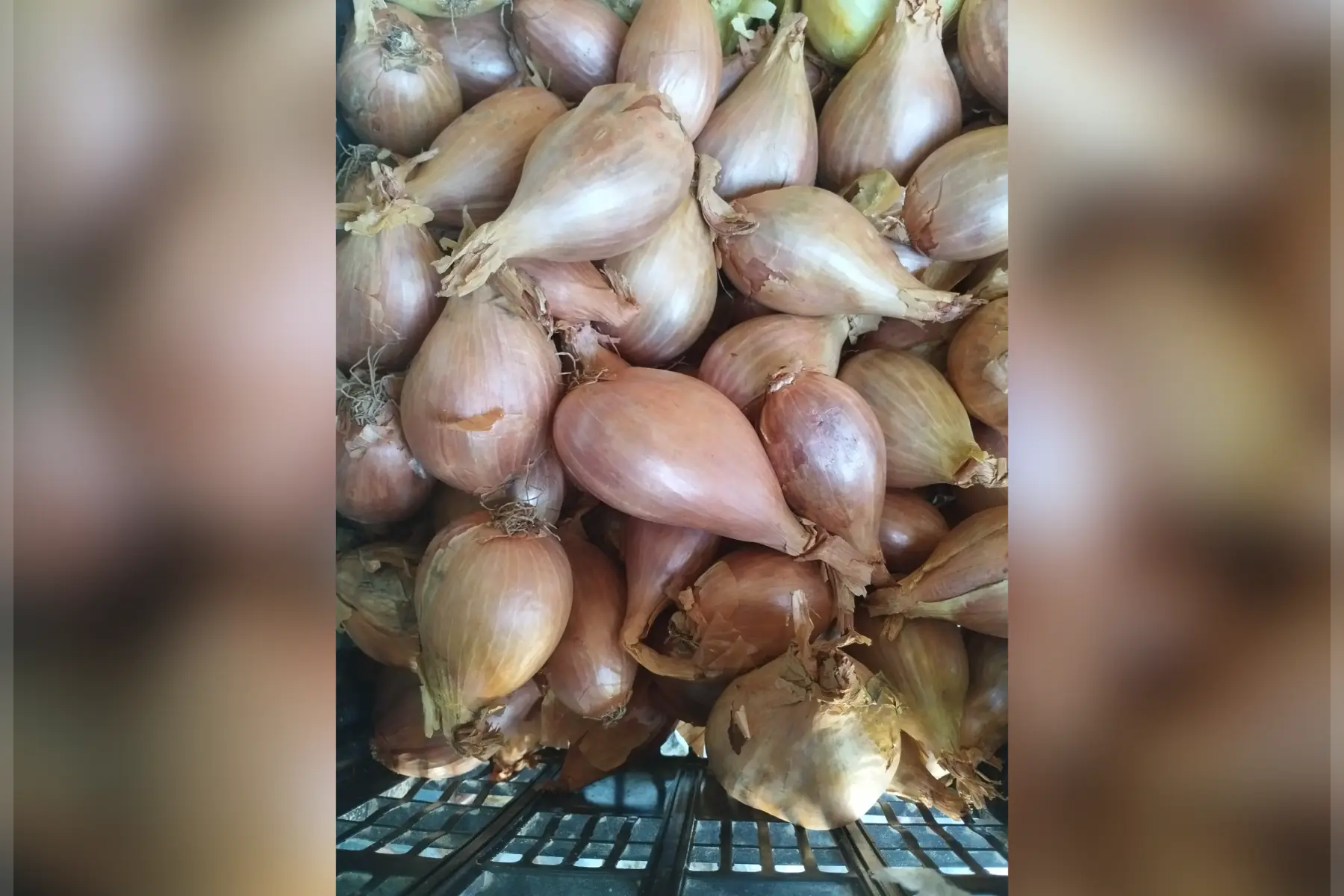 Échalotes nouvelle recolte