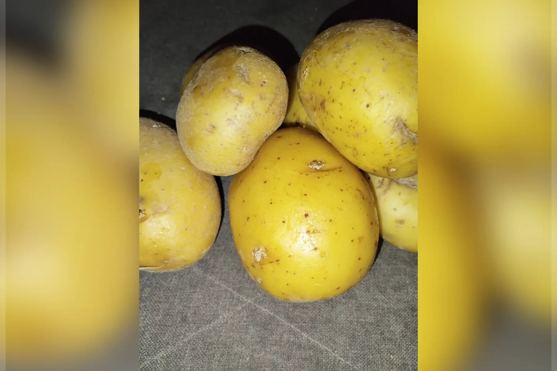 pomme de terre