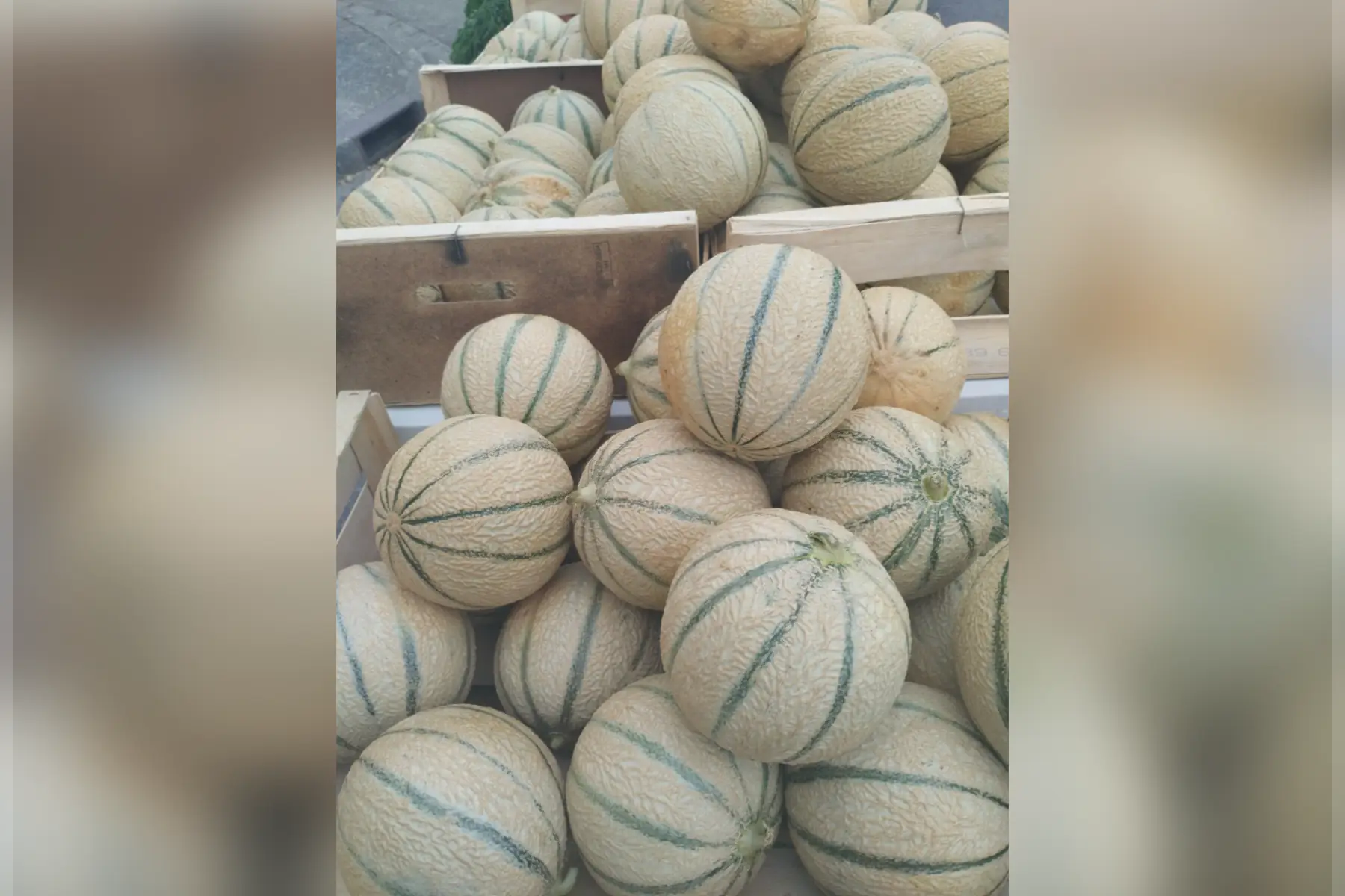 Melon