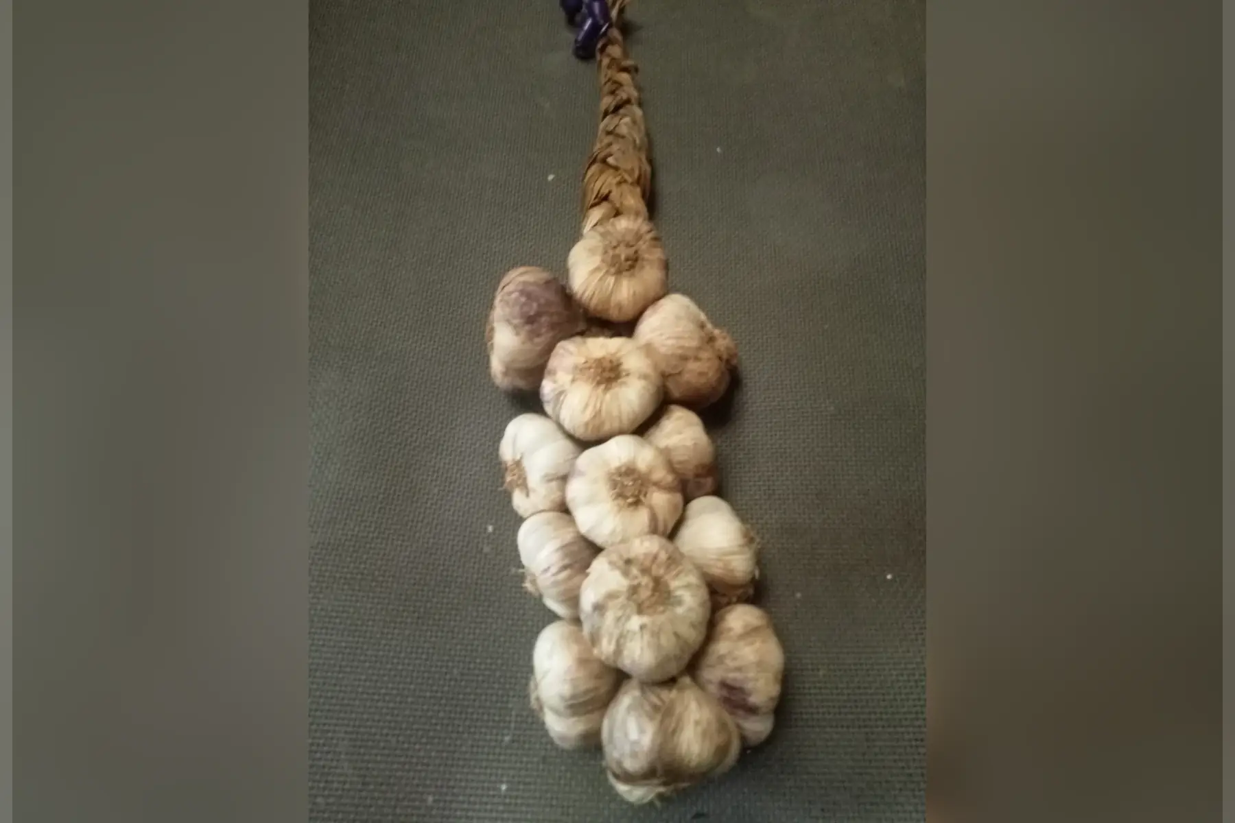 ail violet cadours