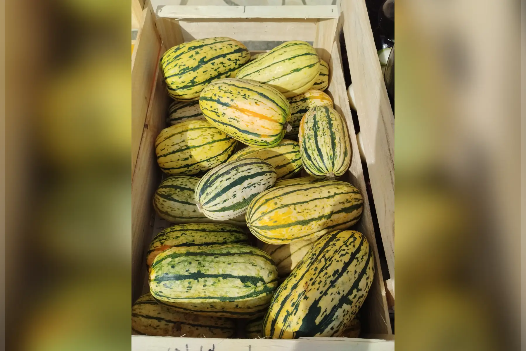 Courge spaghetti
