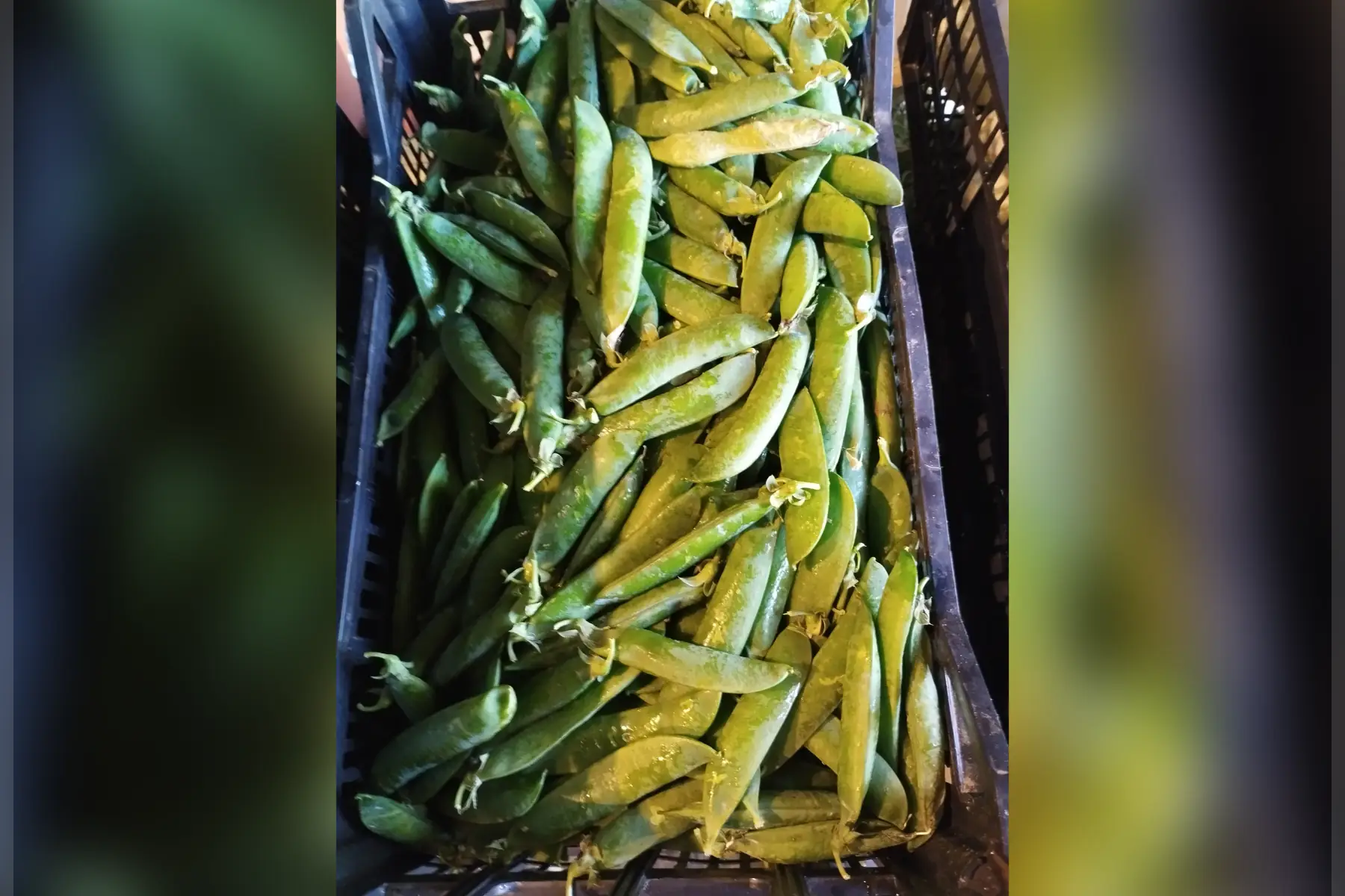 petit pois 1 kg