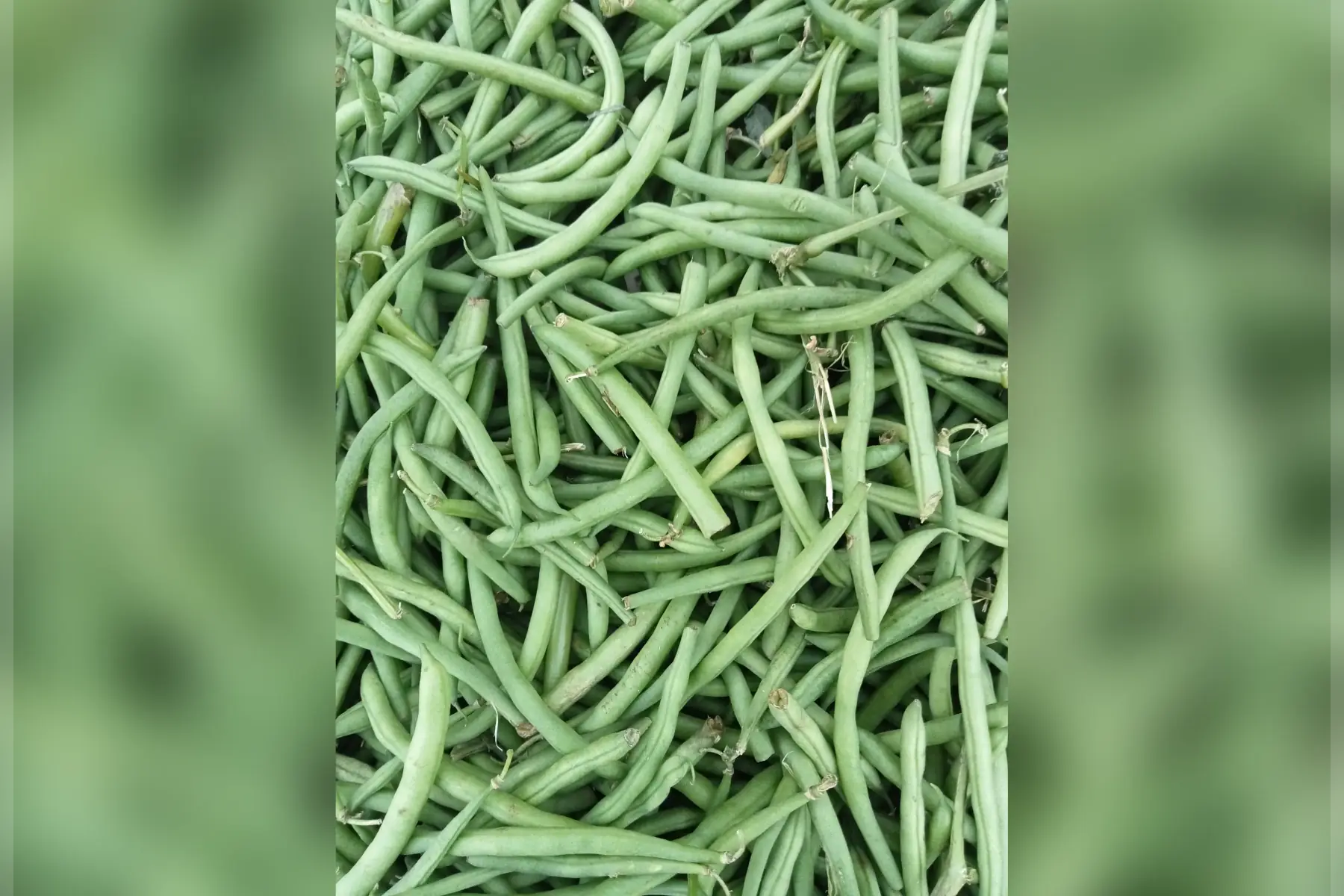 haricot vert 500g