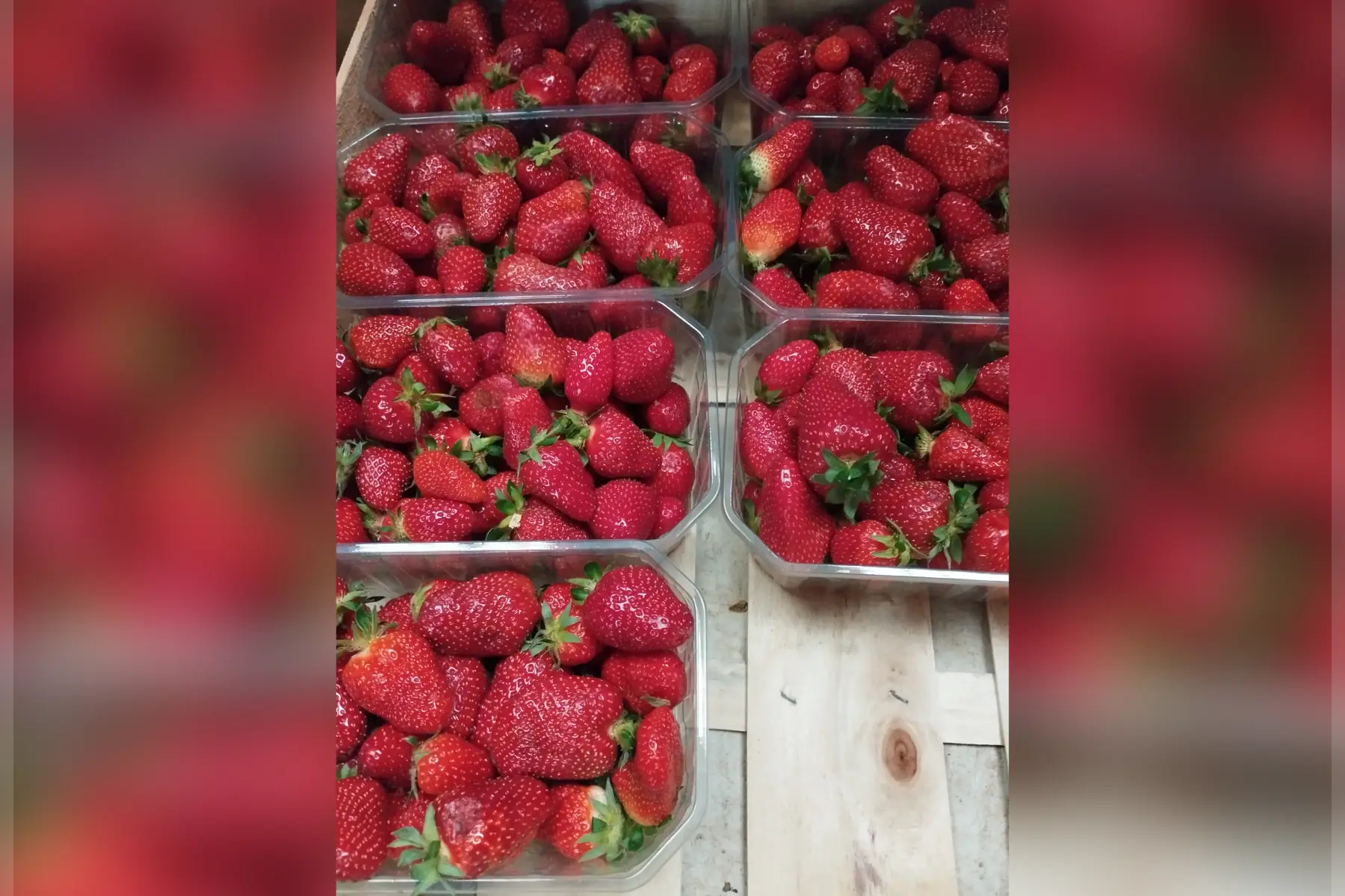Fraise clery plein champs