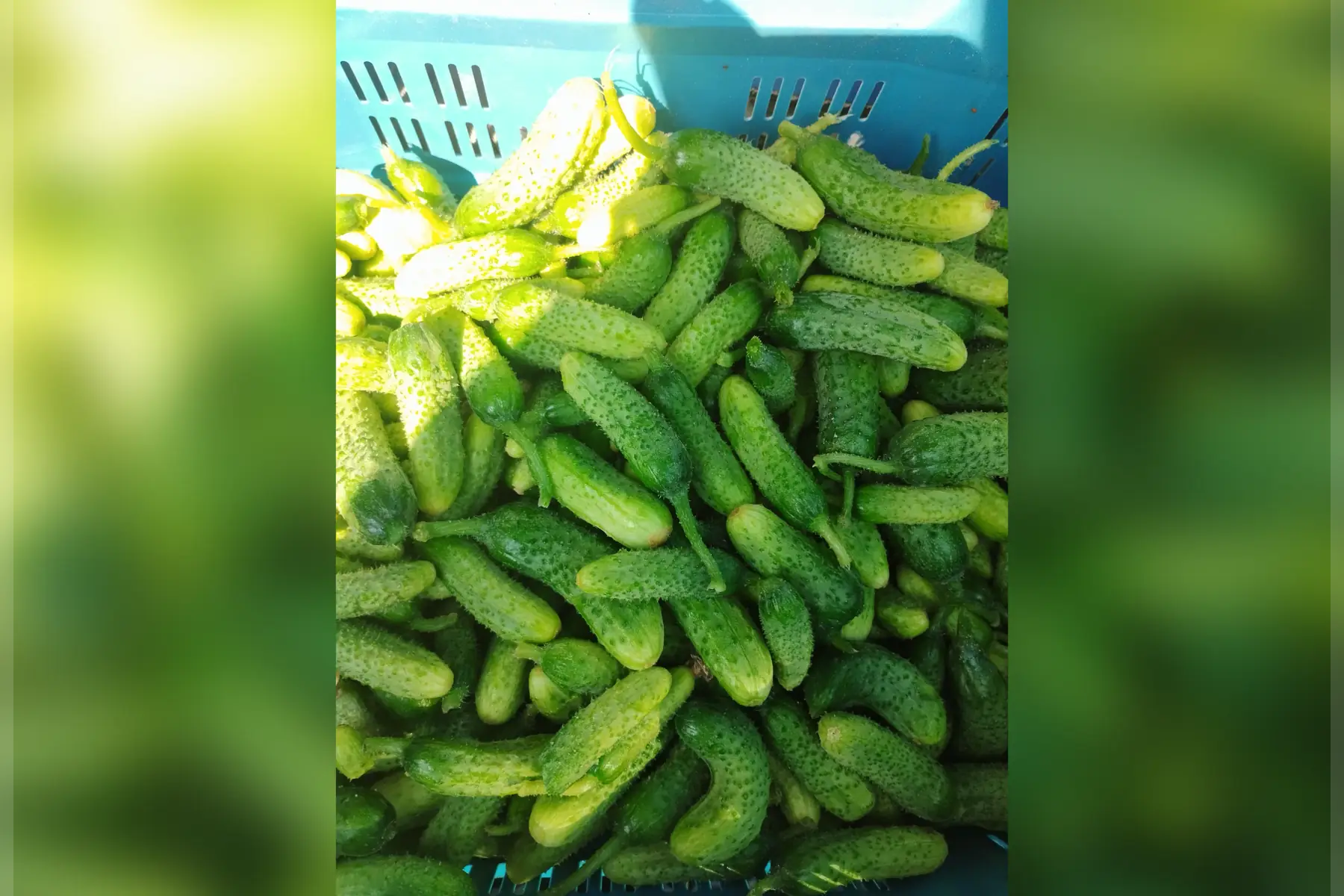 cornichon